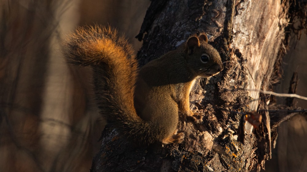 a squirrel is standing on a tree trunk