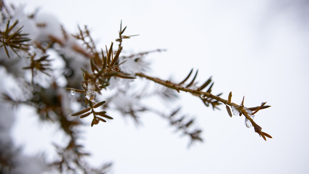 a close up of a tree branch with snow on it