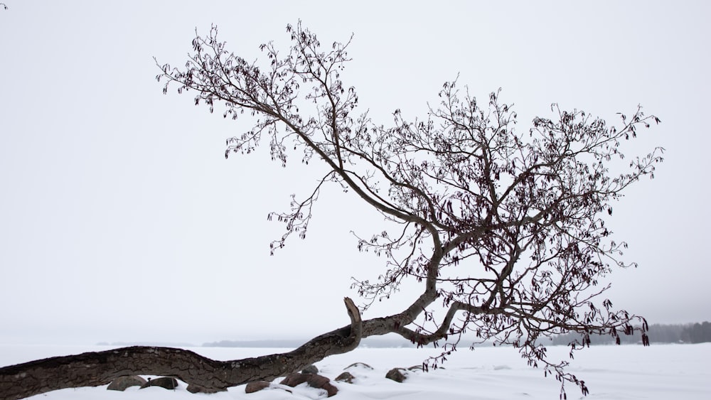un árbol desnudo en medio de un campo nevado
