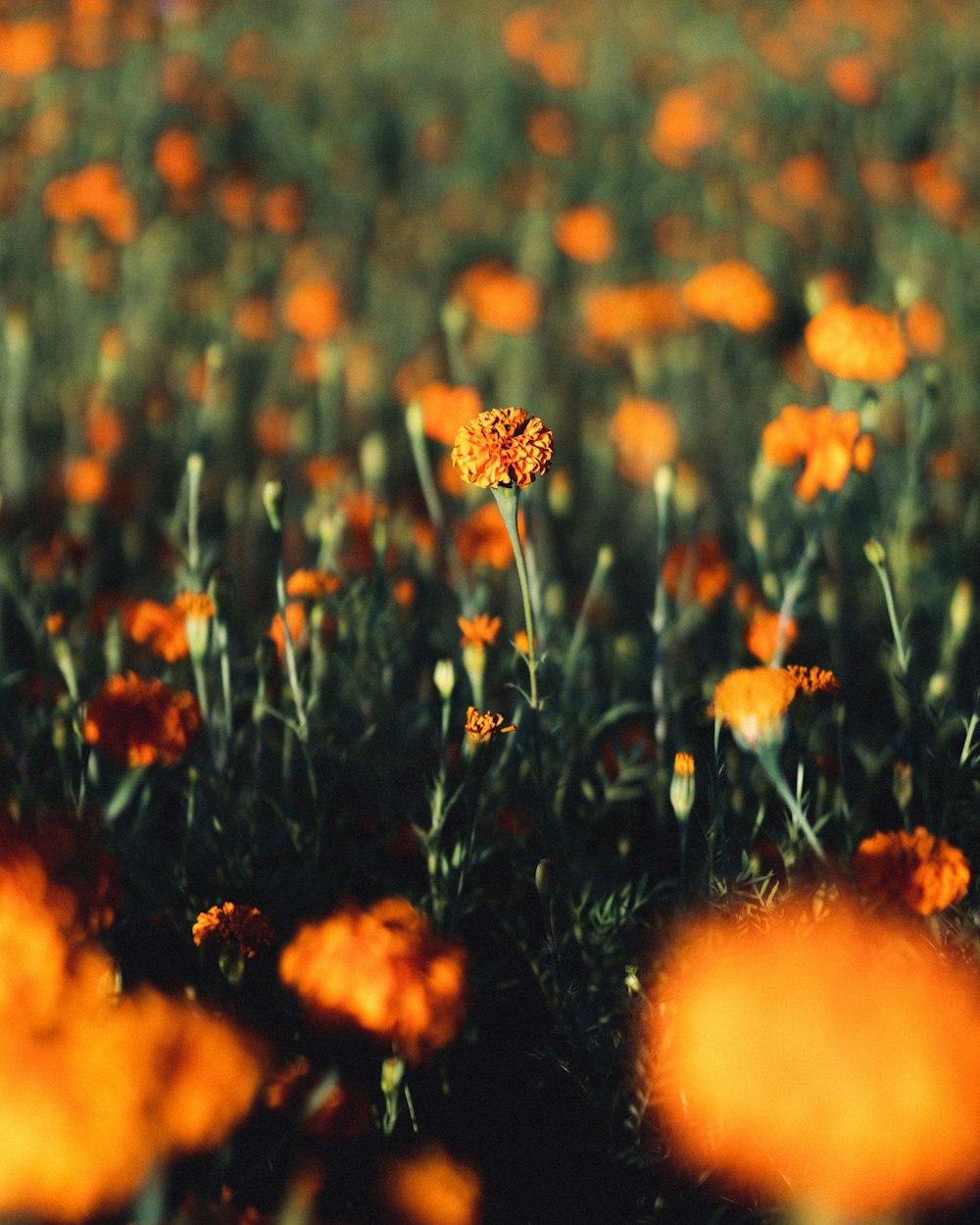 a field of orange flowers with a blurry background
