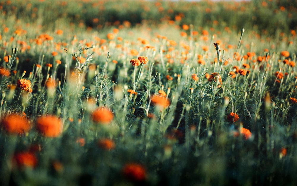 a field full of orange flowers on a sunny day