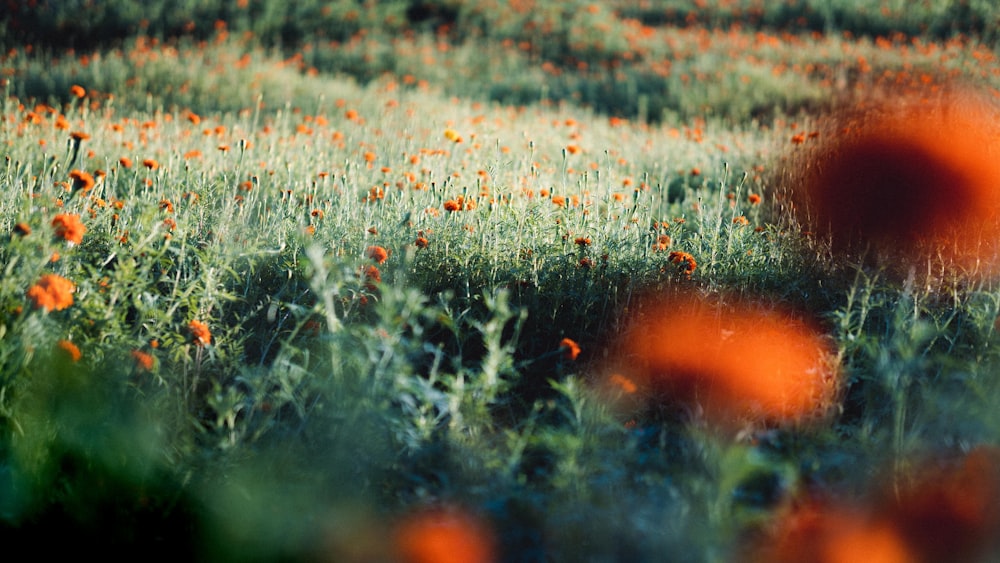 a field full of orange flowers on a sunny day