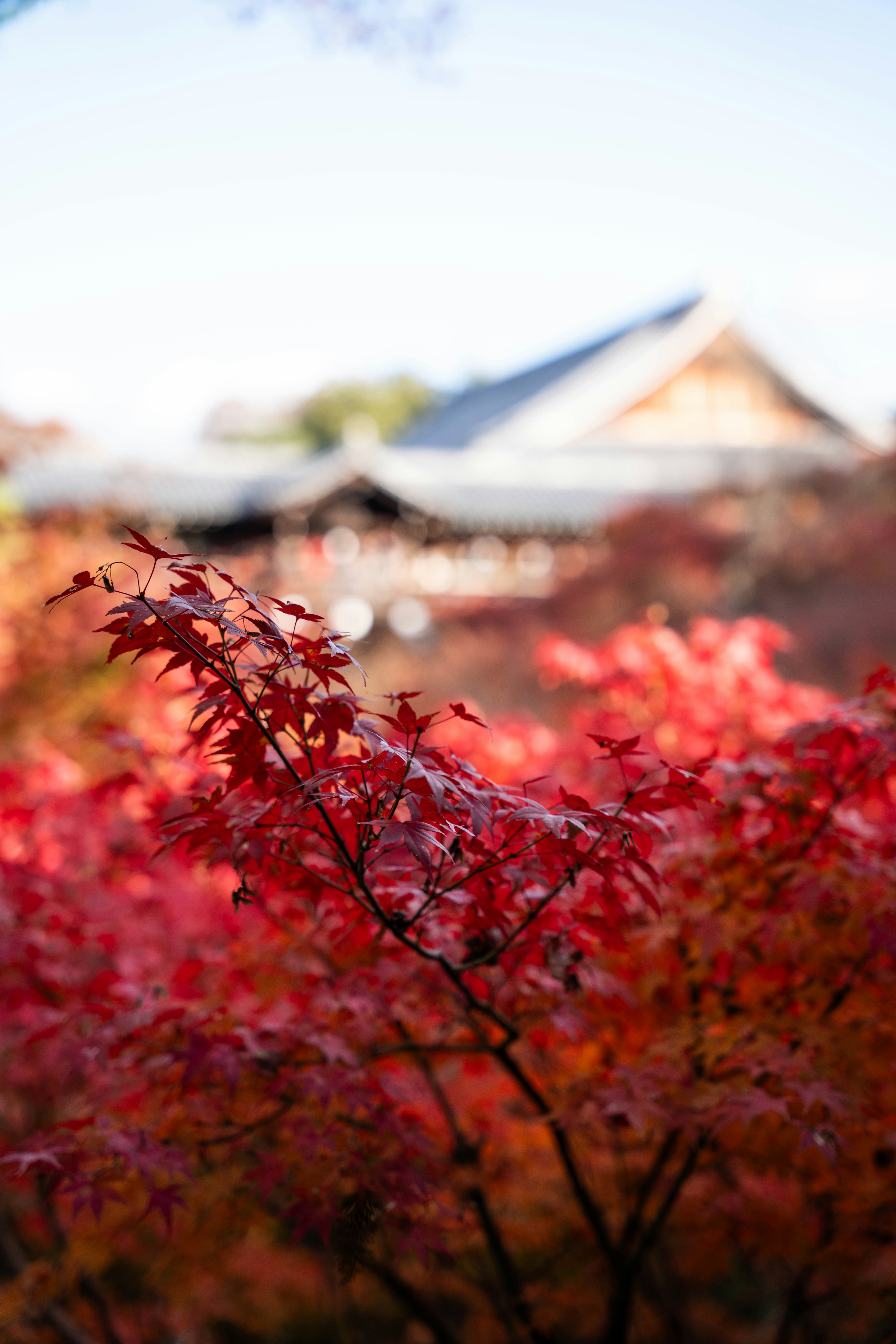 Photo by davidemrich