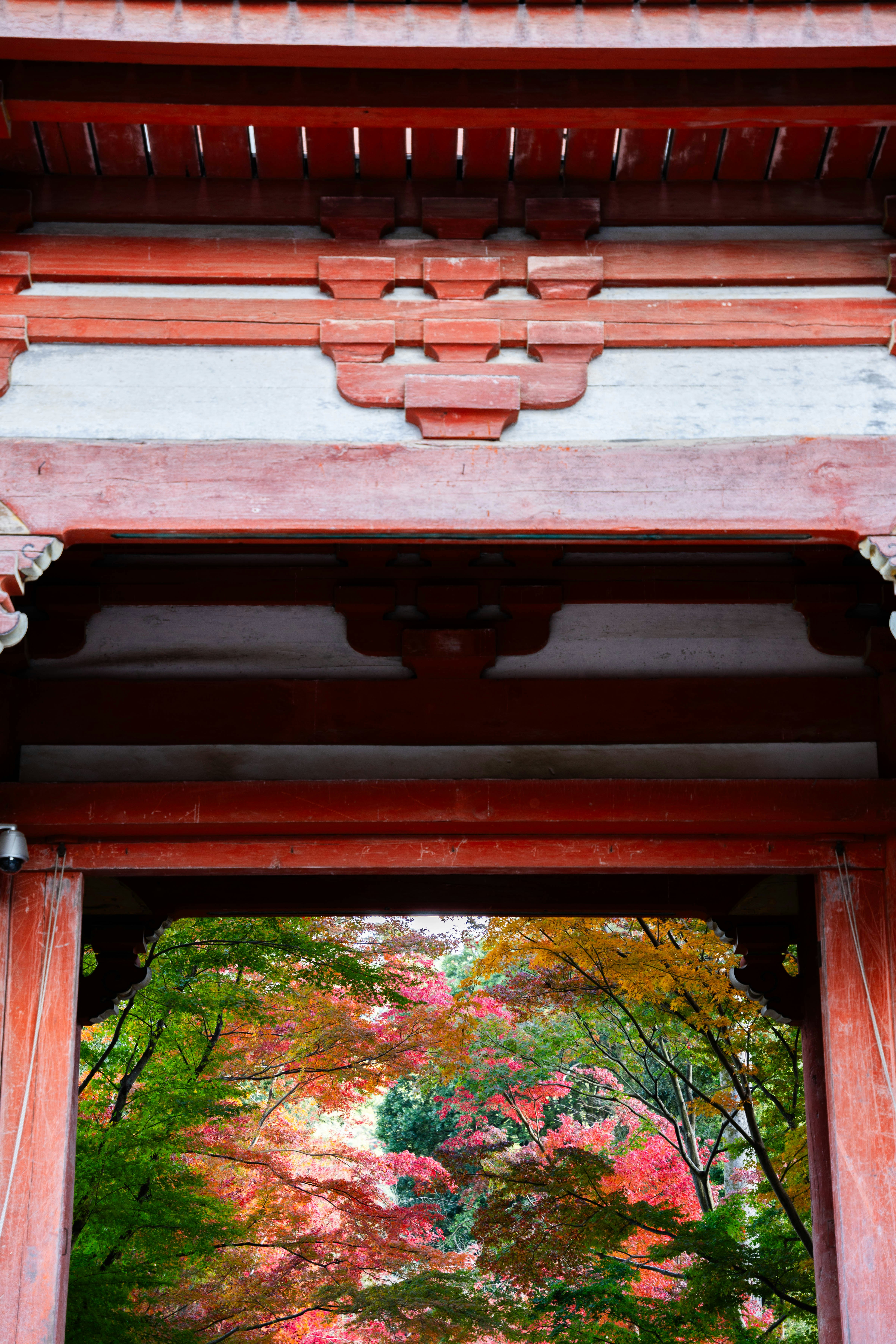 Photo by davidemrich