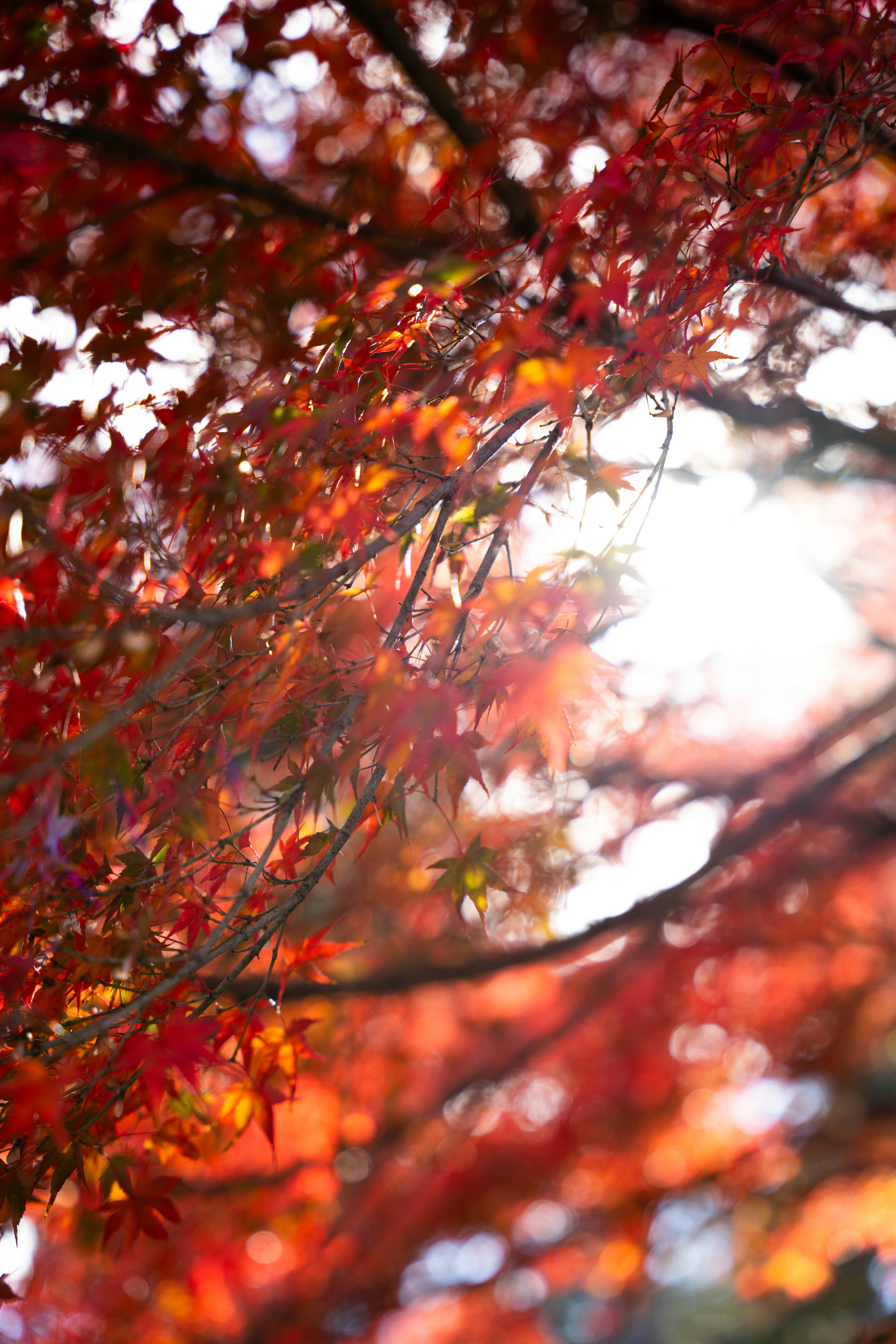 Photo by davidemrich