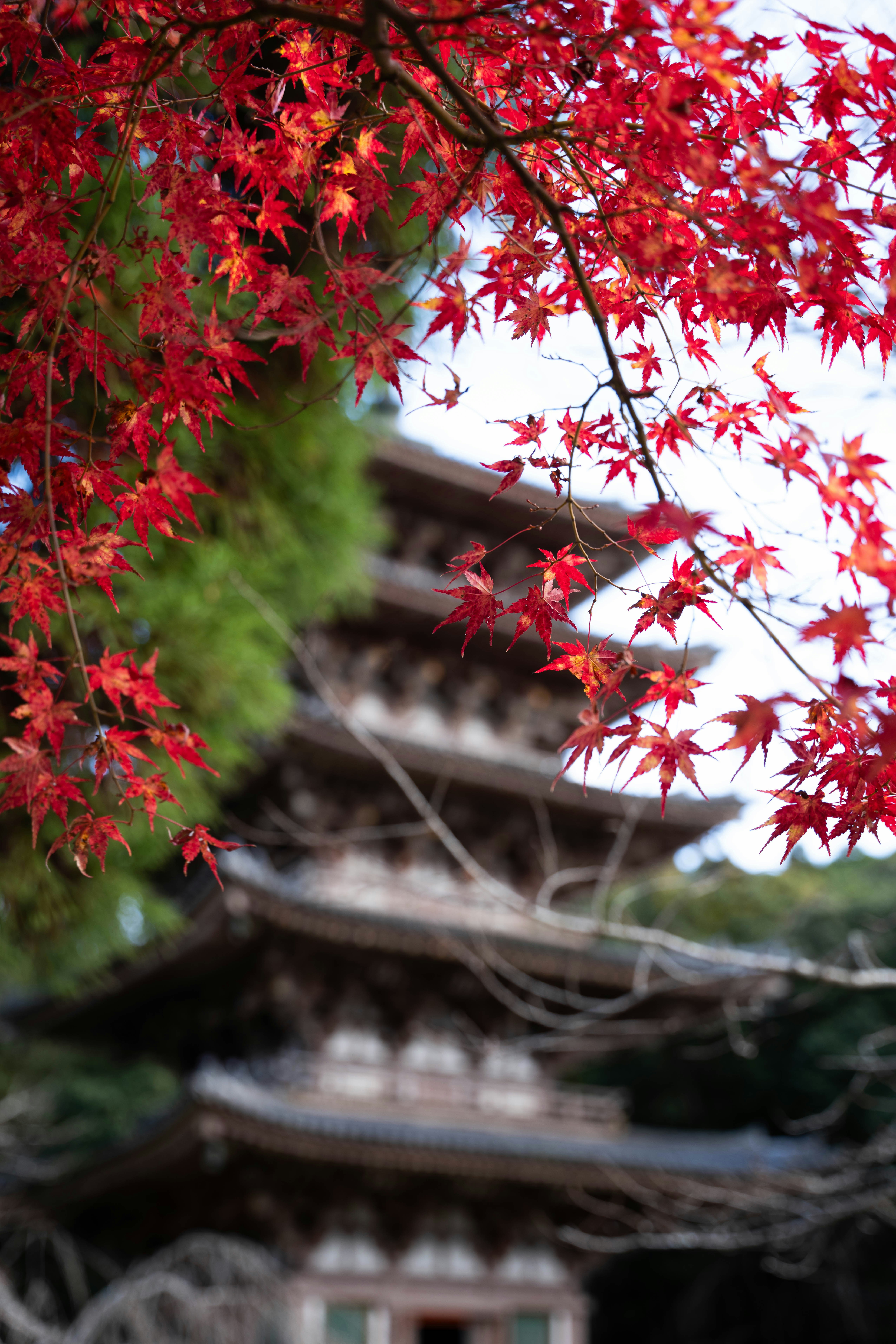 Photo by davidemrich