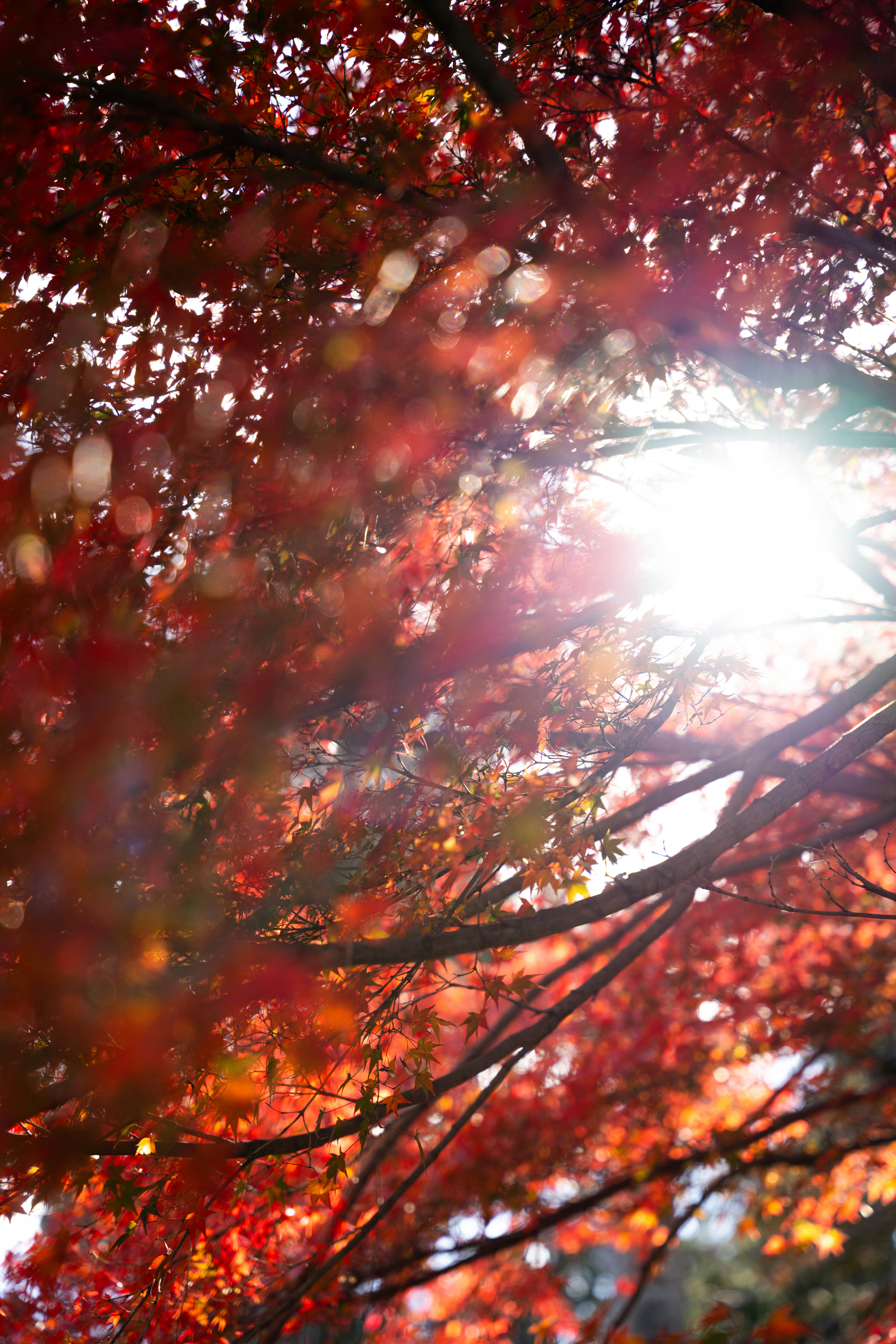 Photo by davidemrich