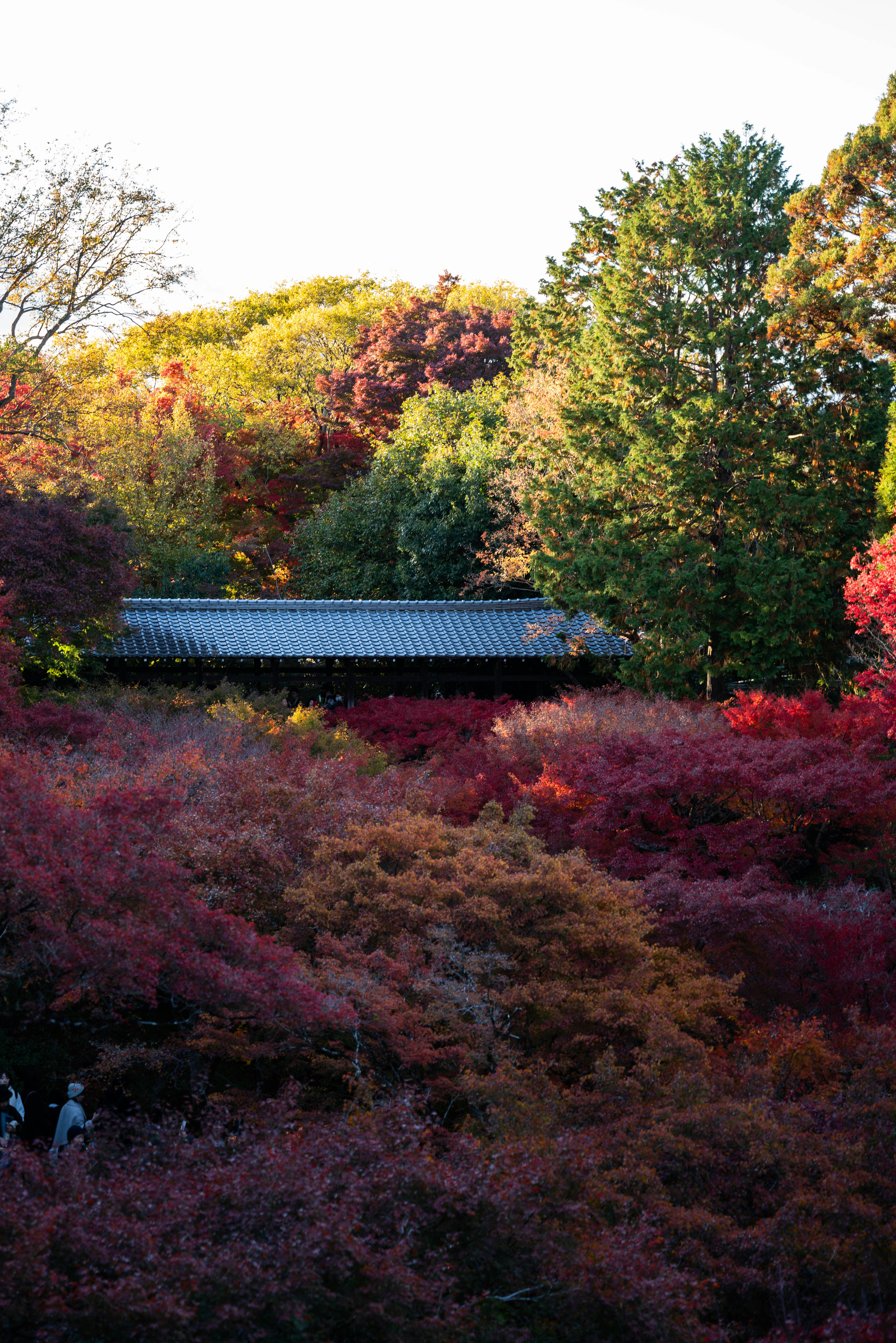 Photo by davidemrich