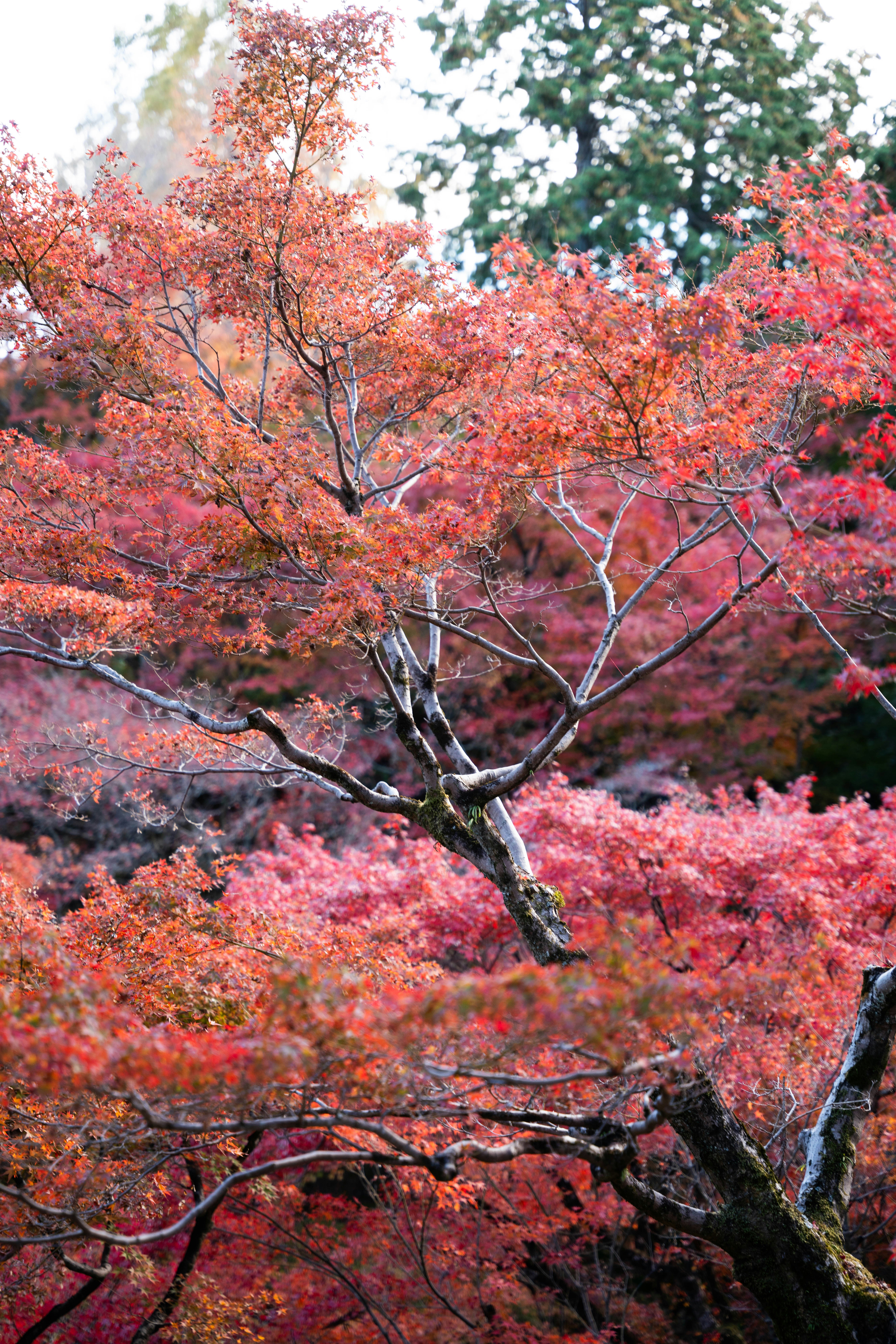 Photo by davidemrich