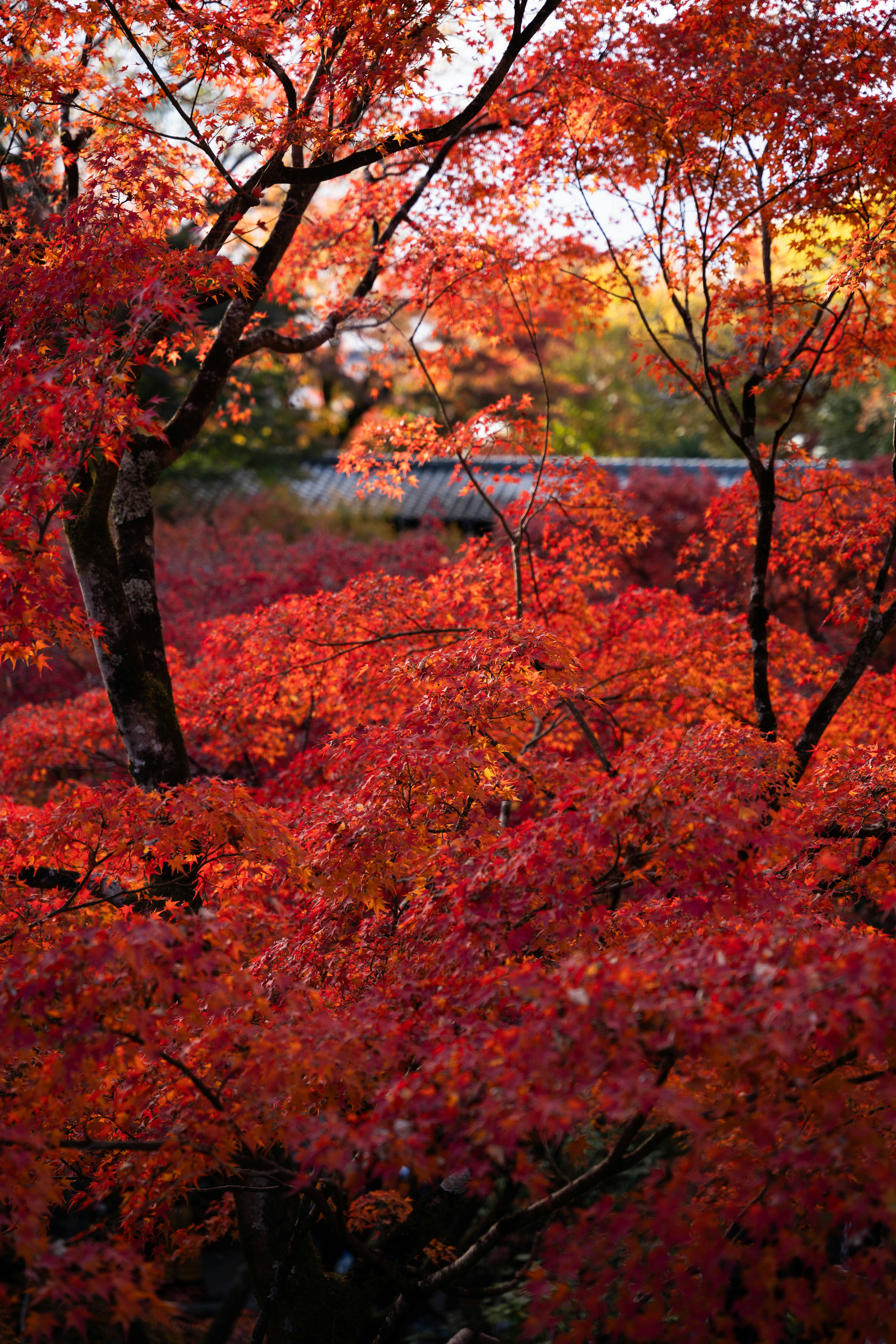 Photo by davidemrich