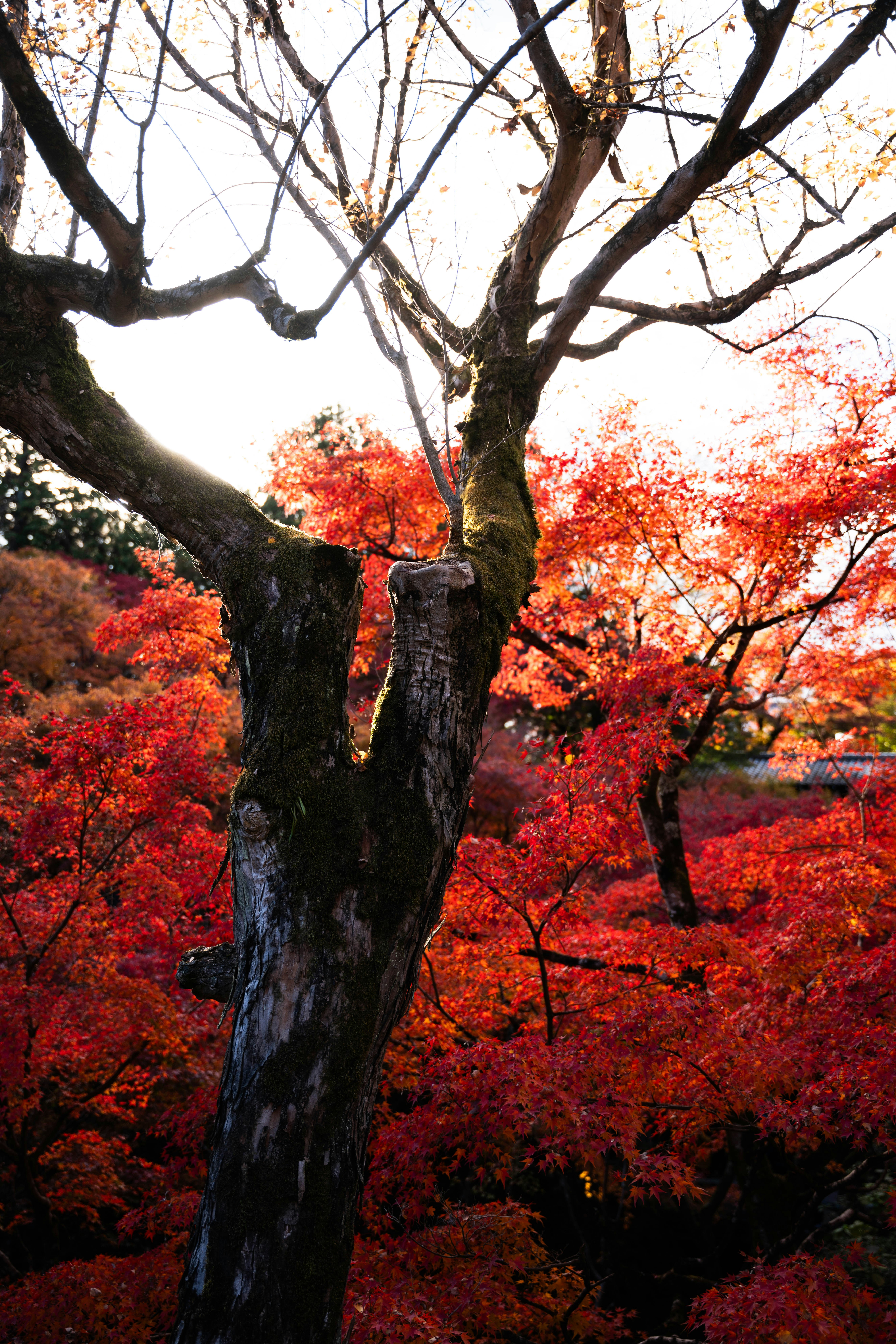 Photo by davidemrich