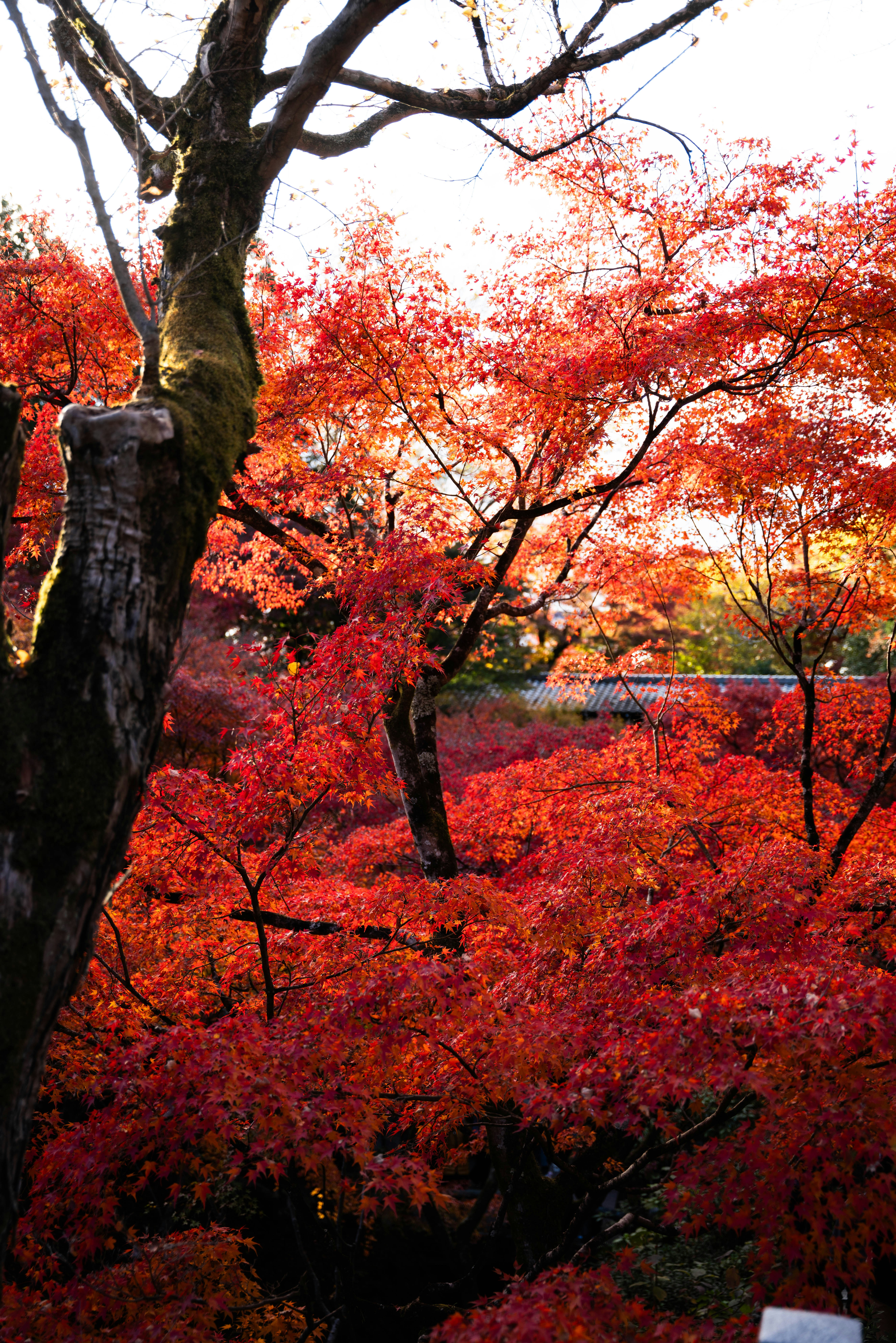 Photo by davidemrich