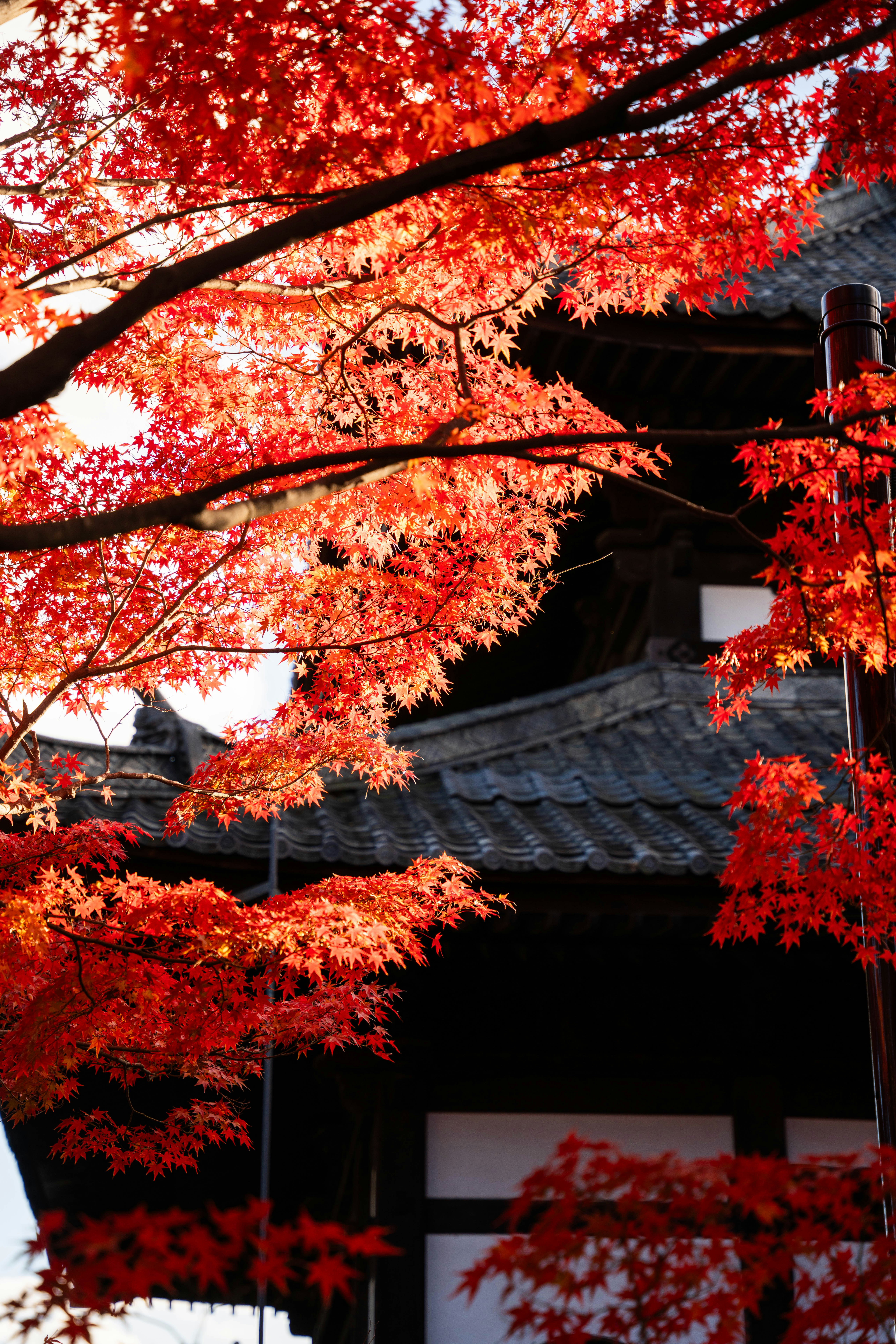 Photo by davidemrich