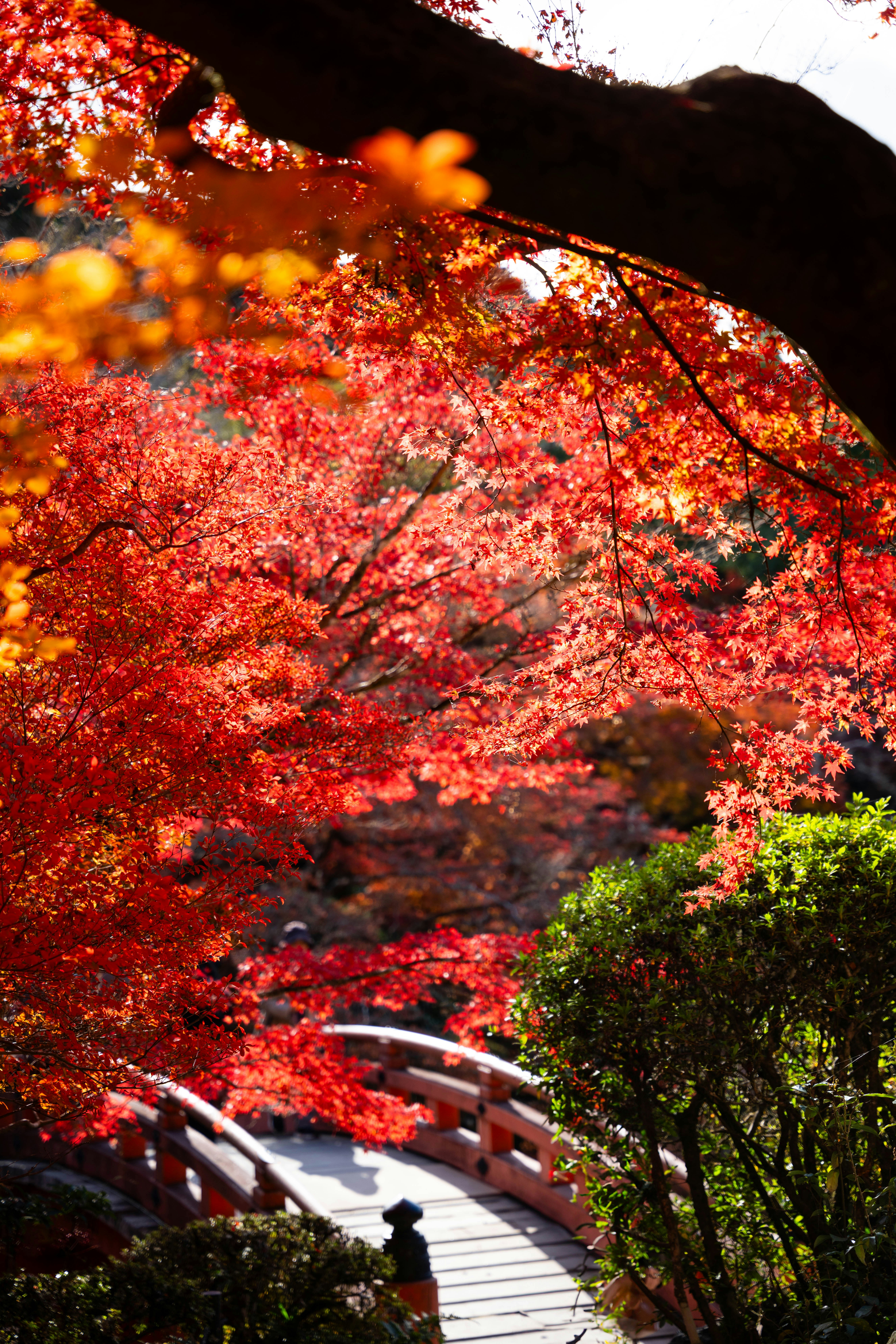 Photo by davidemrich