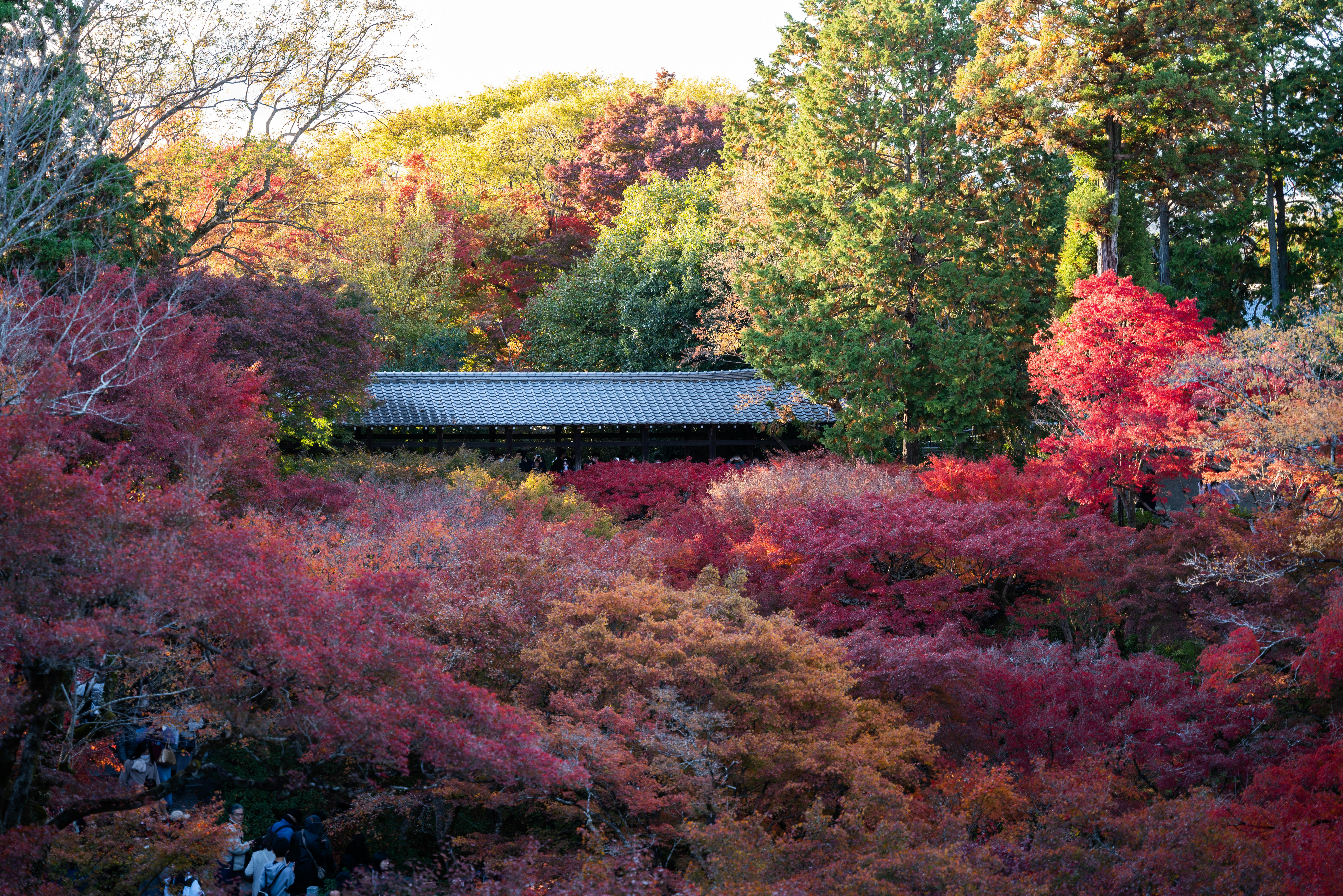 Photo by davidemrich