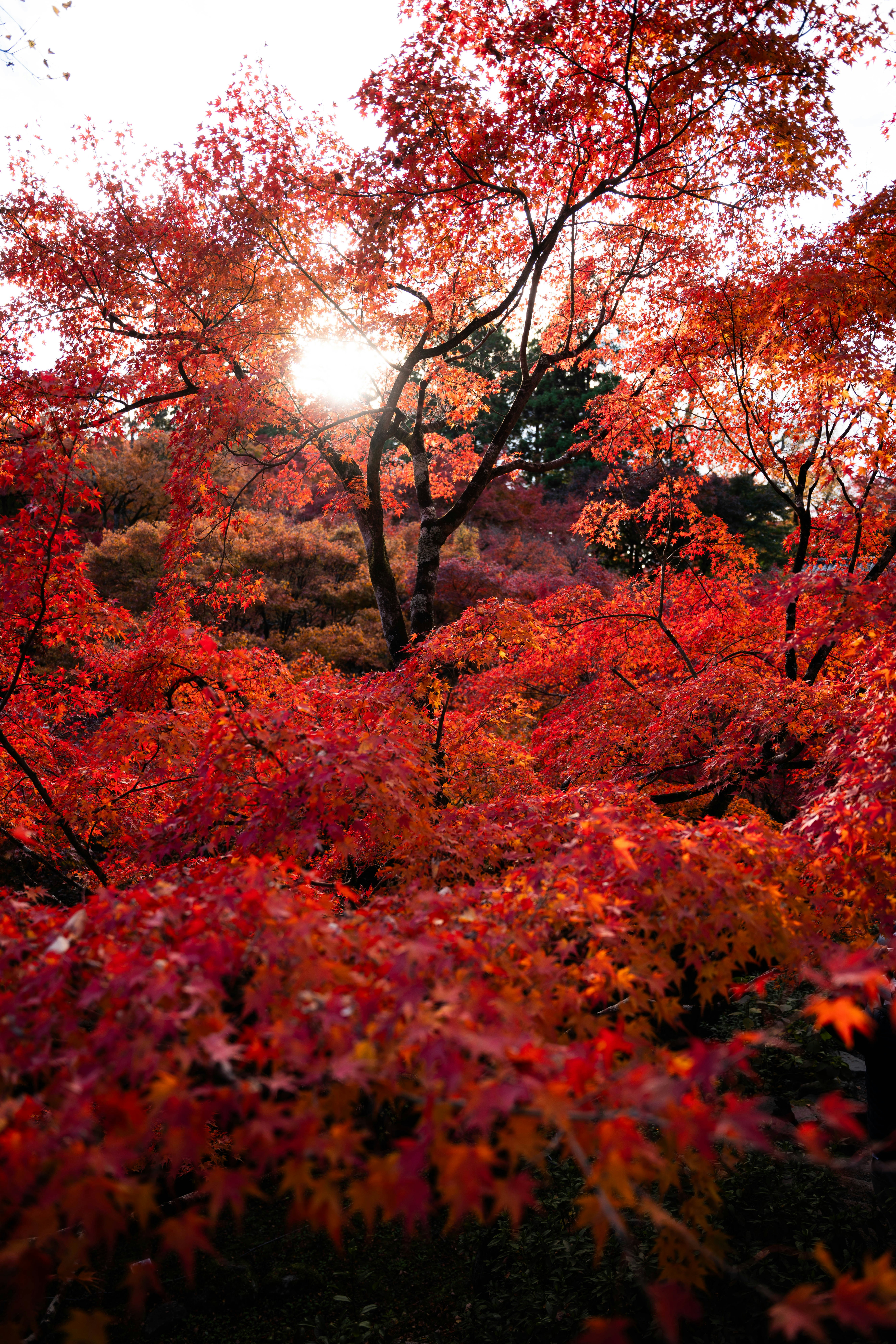 Photo by davidemrich