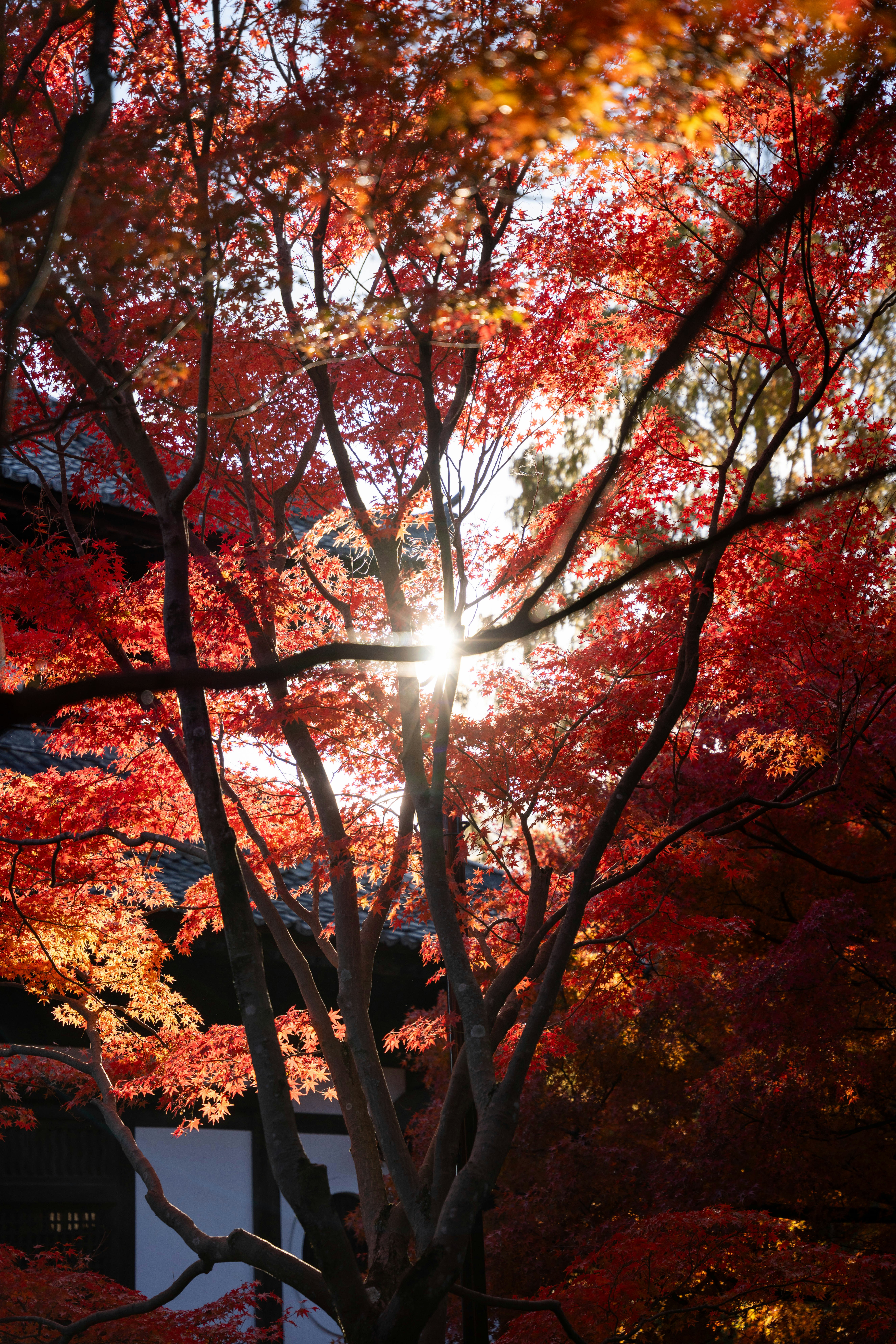 Photo by davidemrich