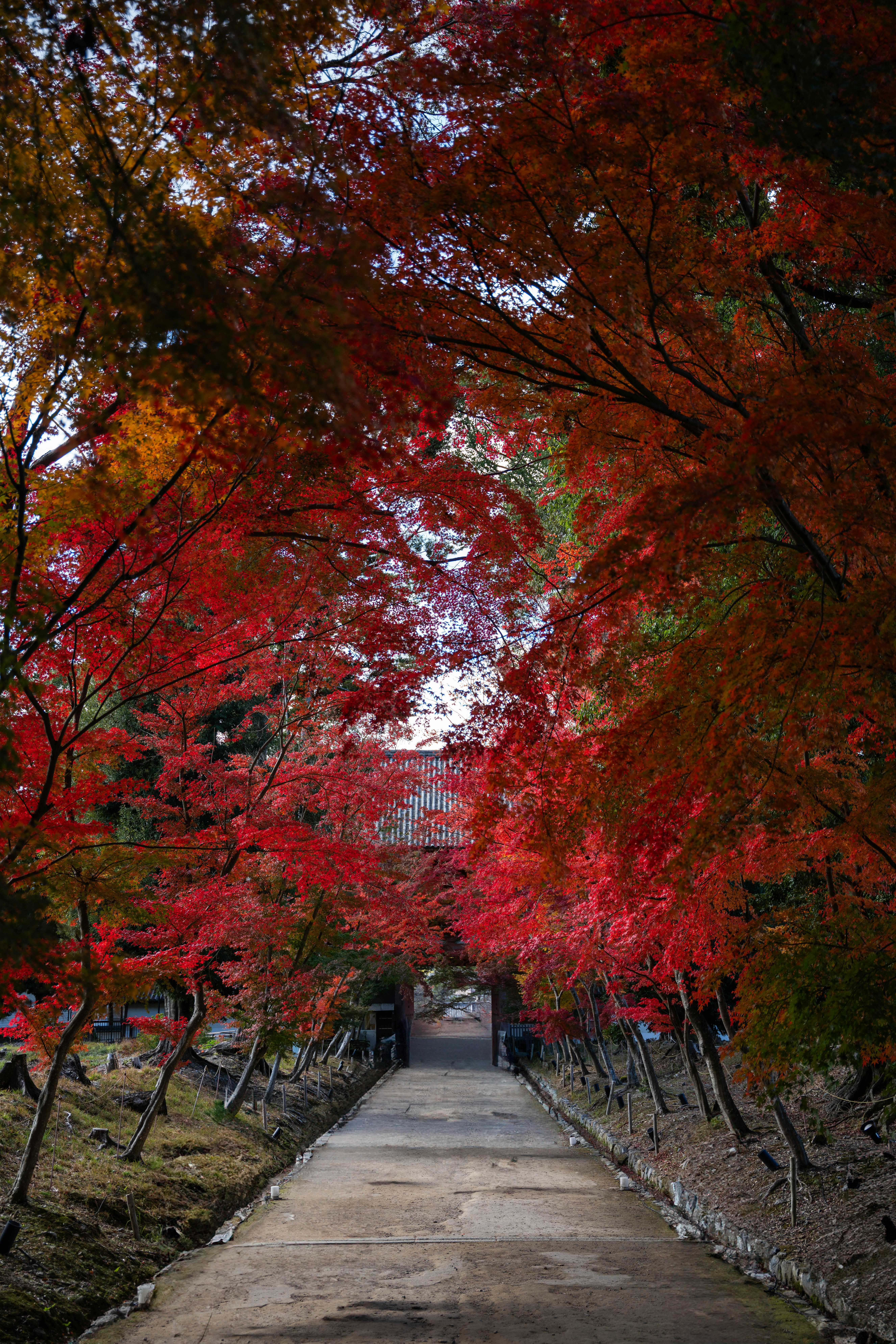 Photo by davidemrich