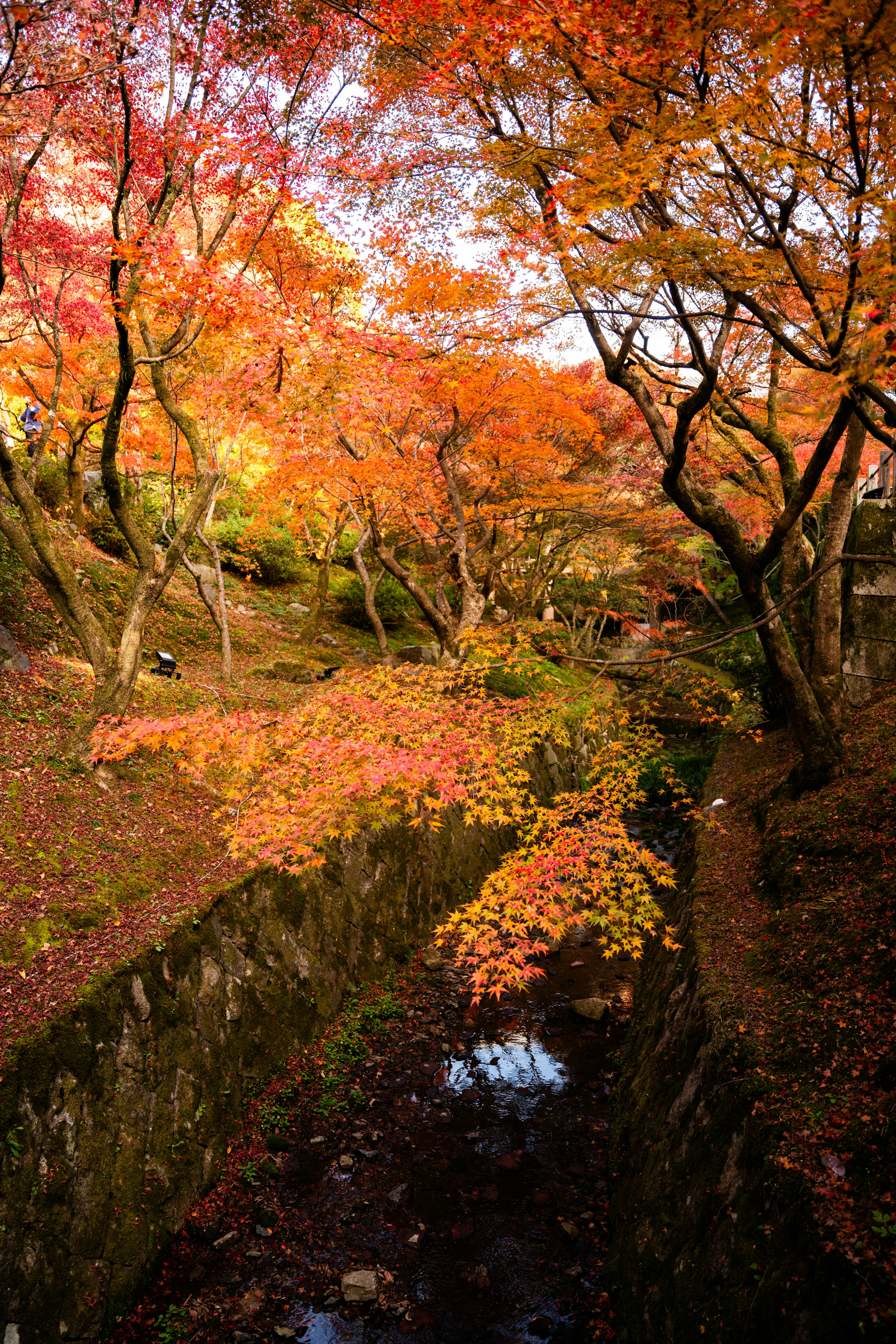 Photo by davidemrich