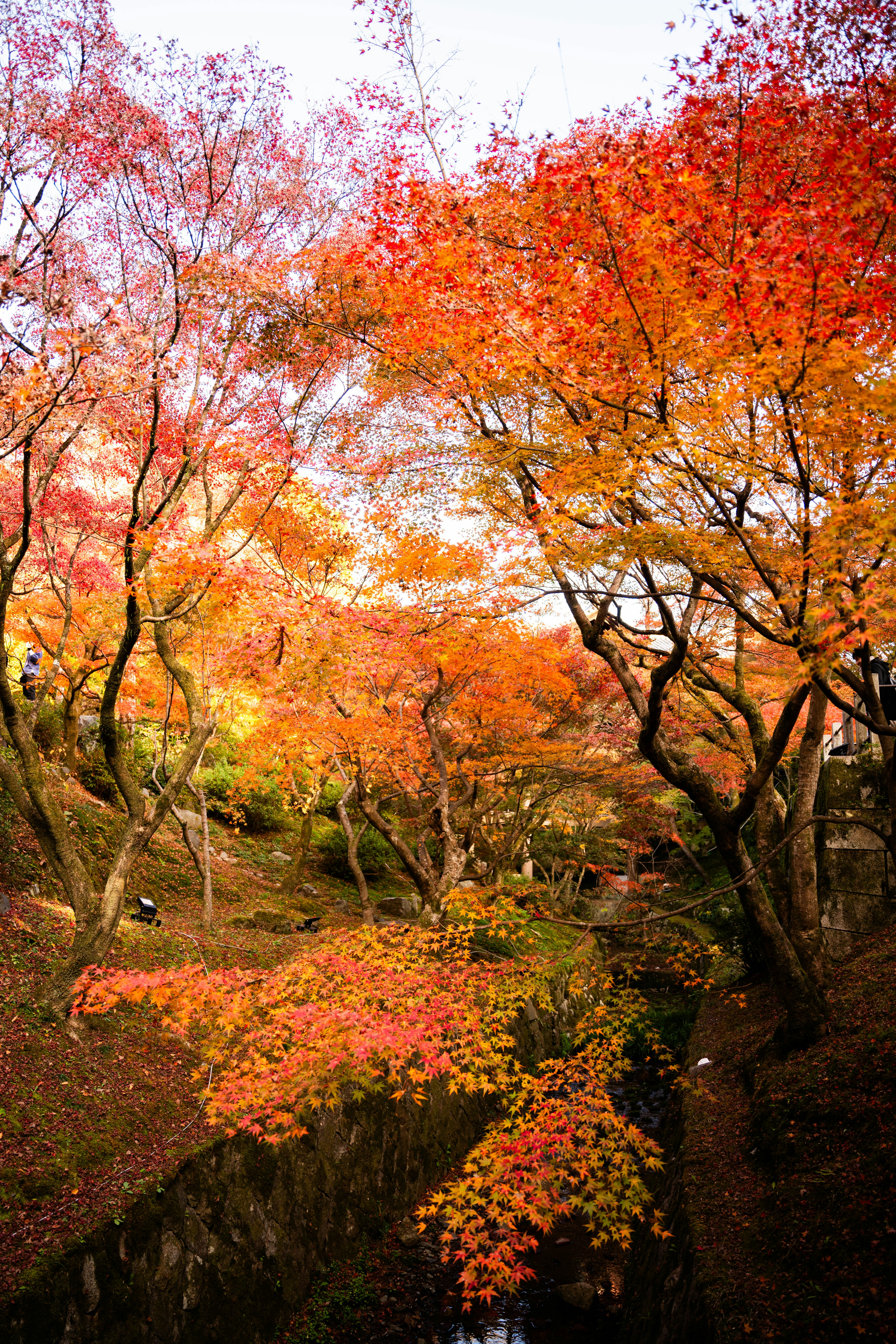 Photo by davidemrich