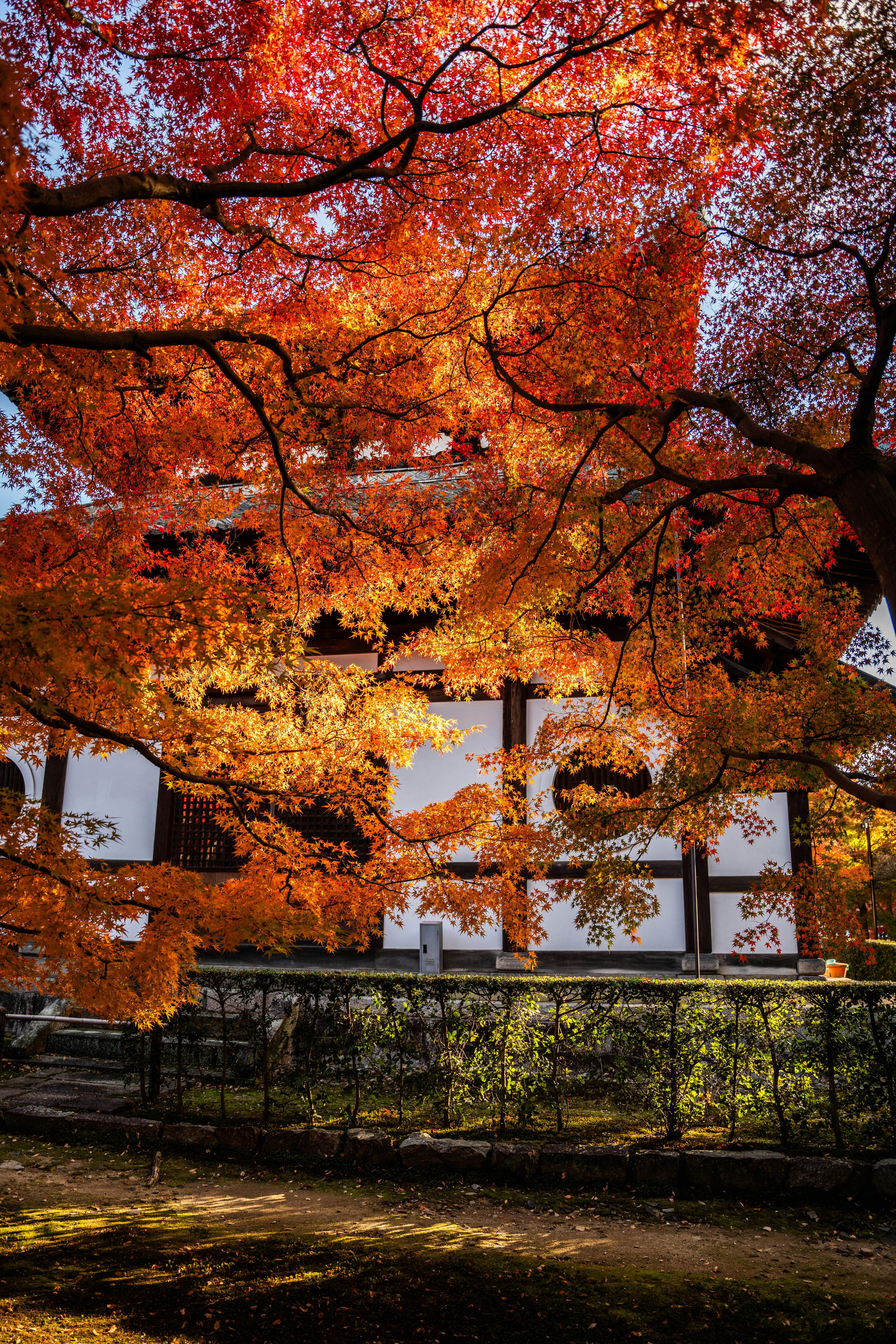 Photo by davidemrich