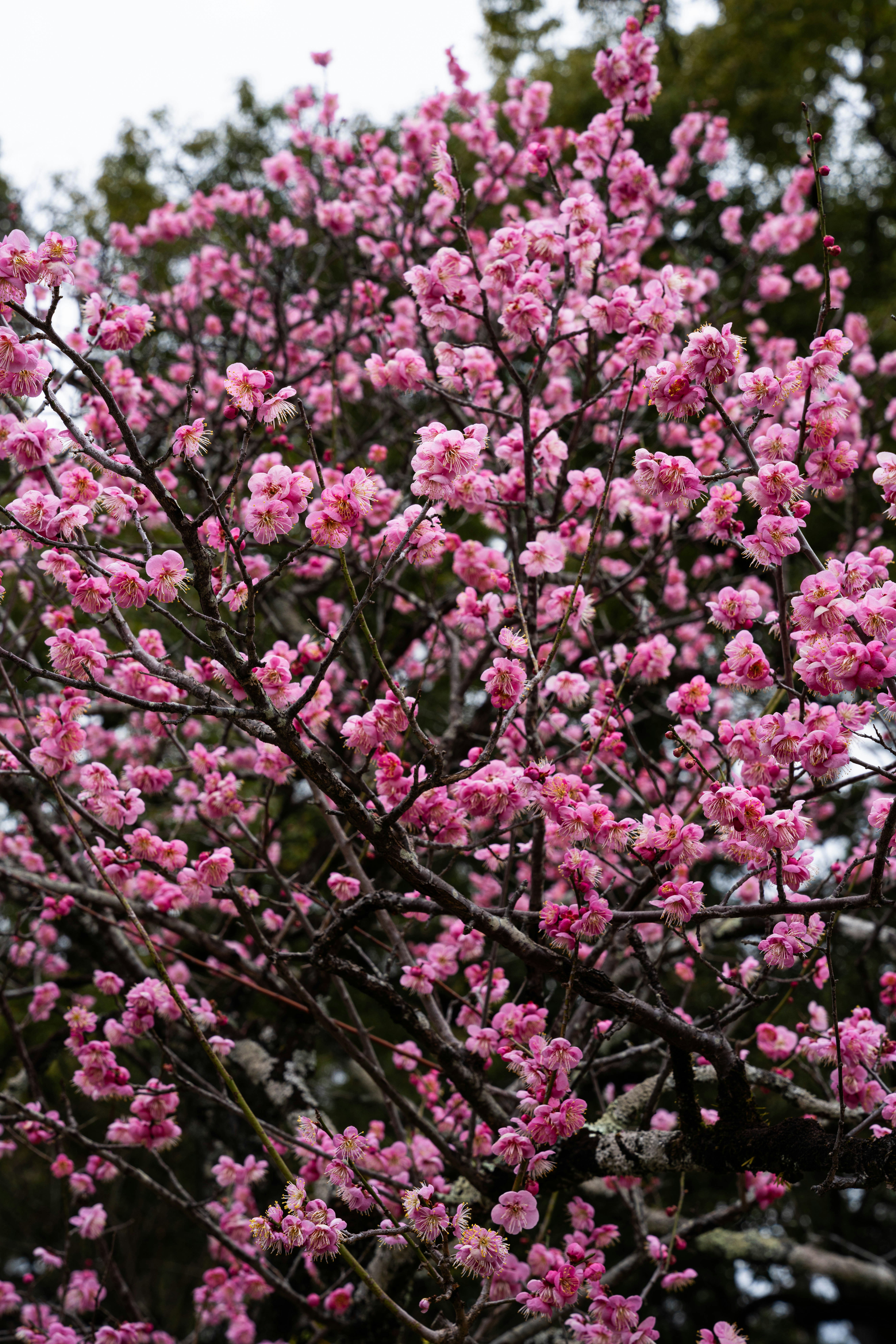 Photo by davidemrich