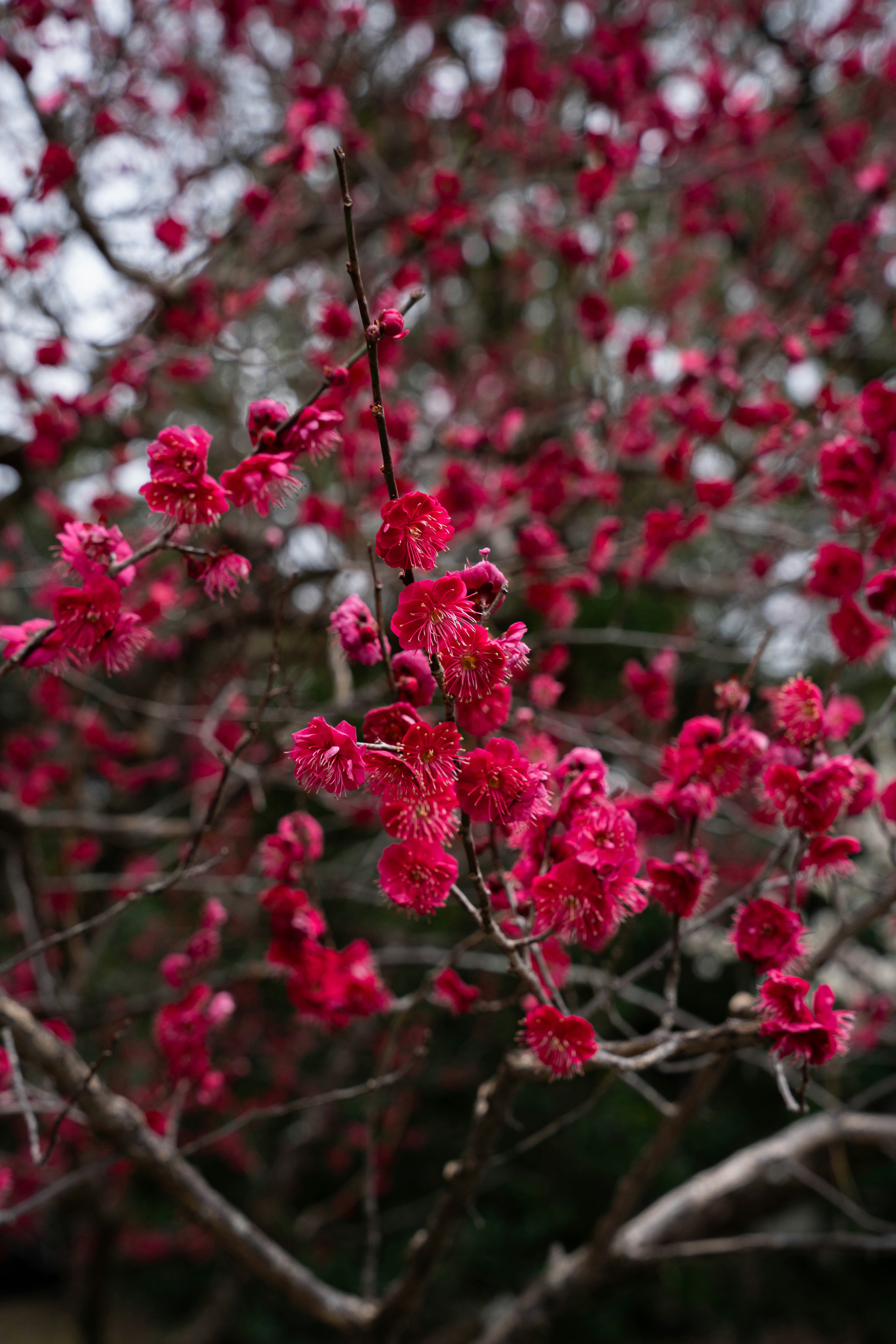 Photo by davidemrich