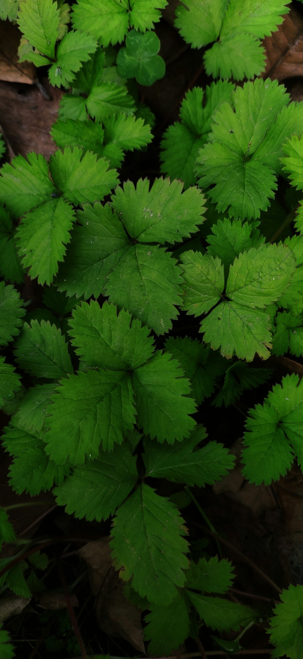 a close up of a bunch of green leaves