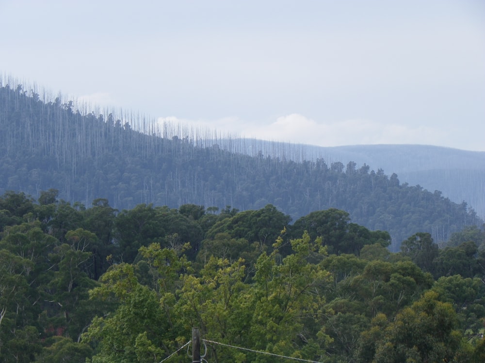 a forest of trees with a mountain in the background