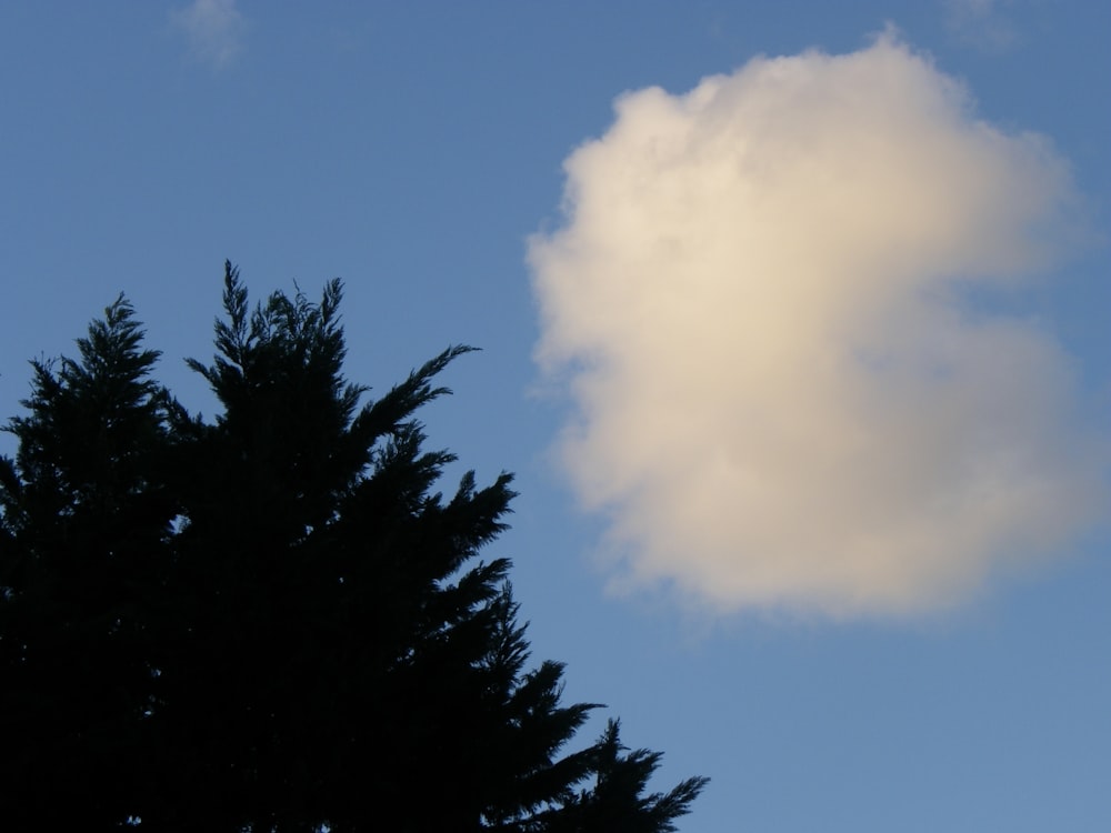 a tree with a cloud in the background