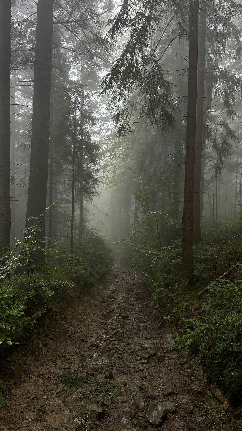 a trail in the middle of a foggy forest