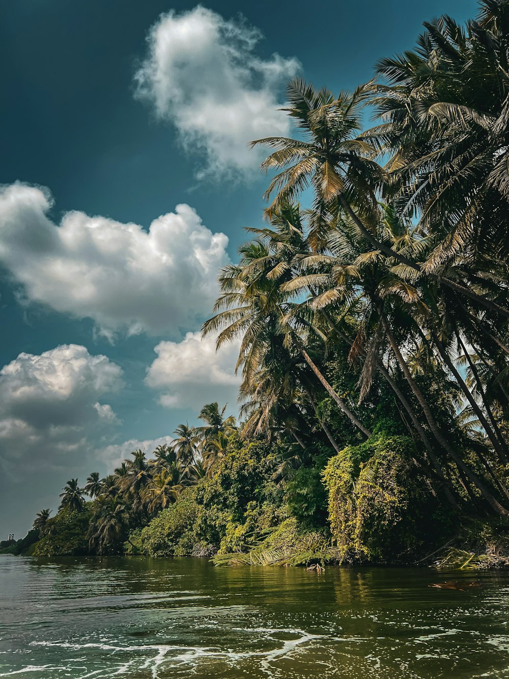 a body of water surrounded by palm trees