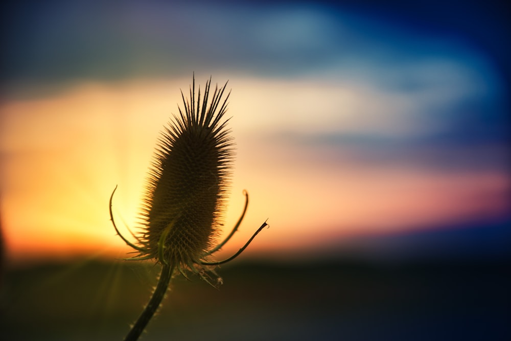 a close up of a plant with a sky in the background