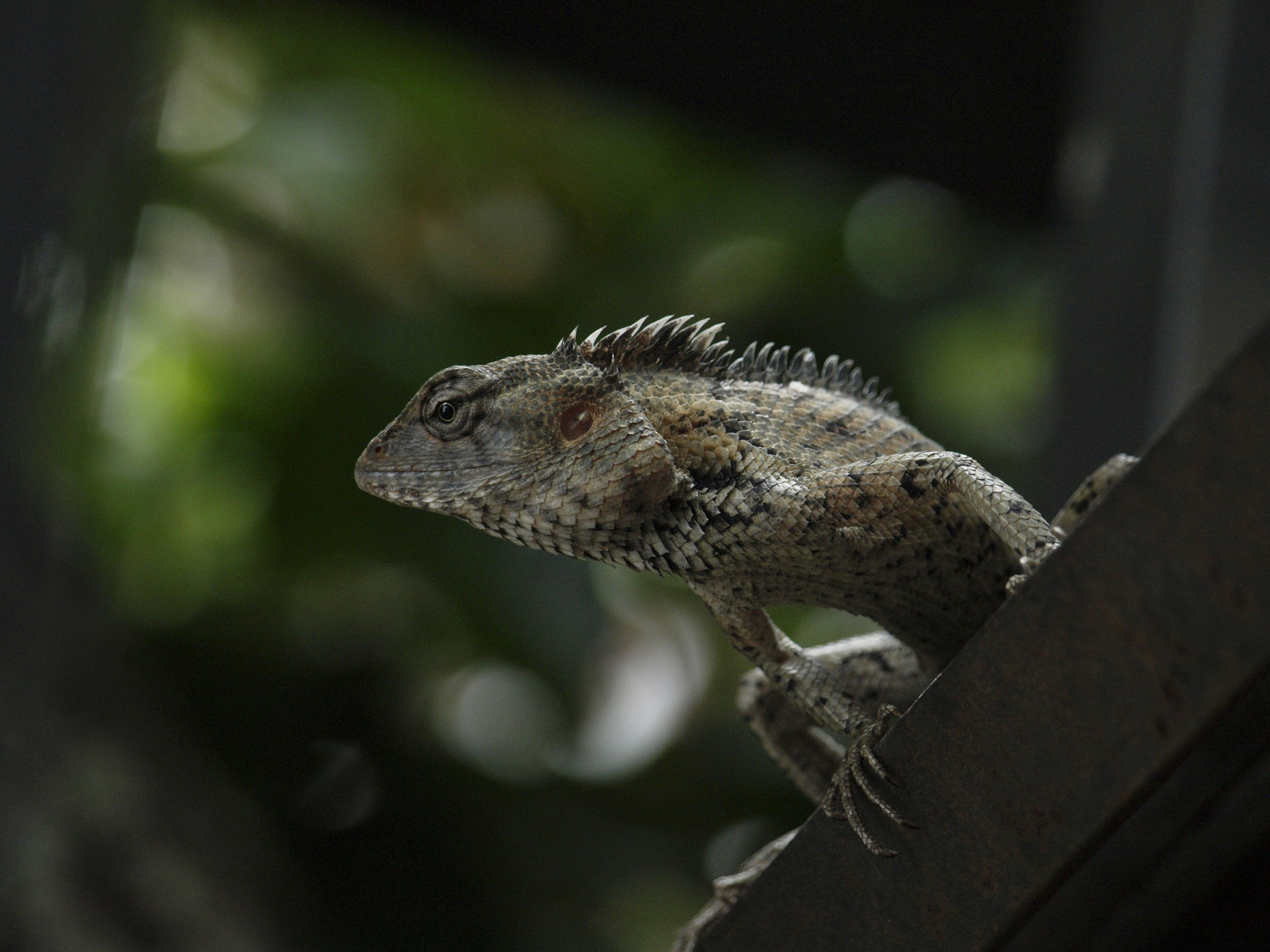 Kurunegala, Sri Lanka - A lizard looking at a pray