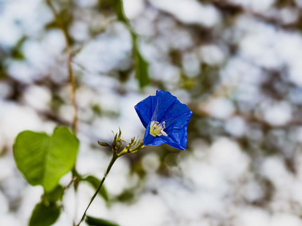 a blue flower with green leaves in the background