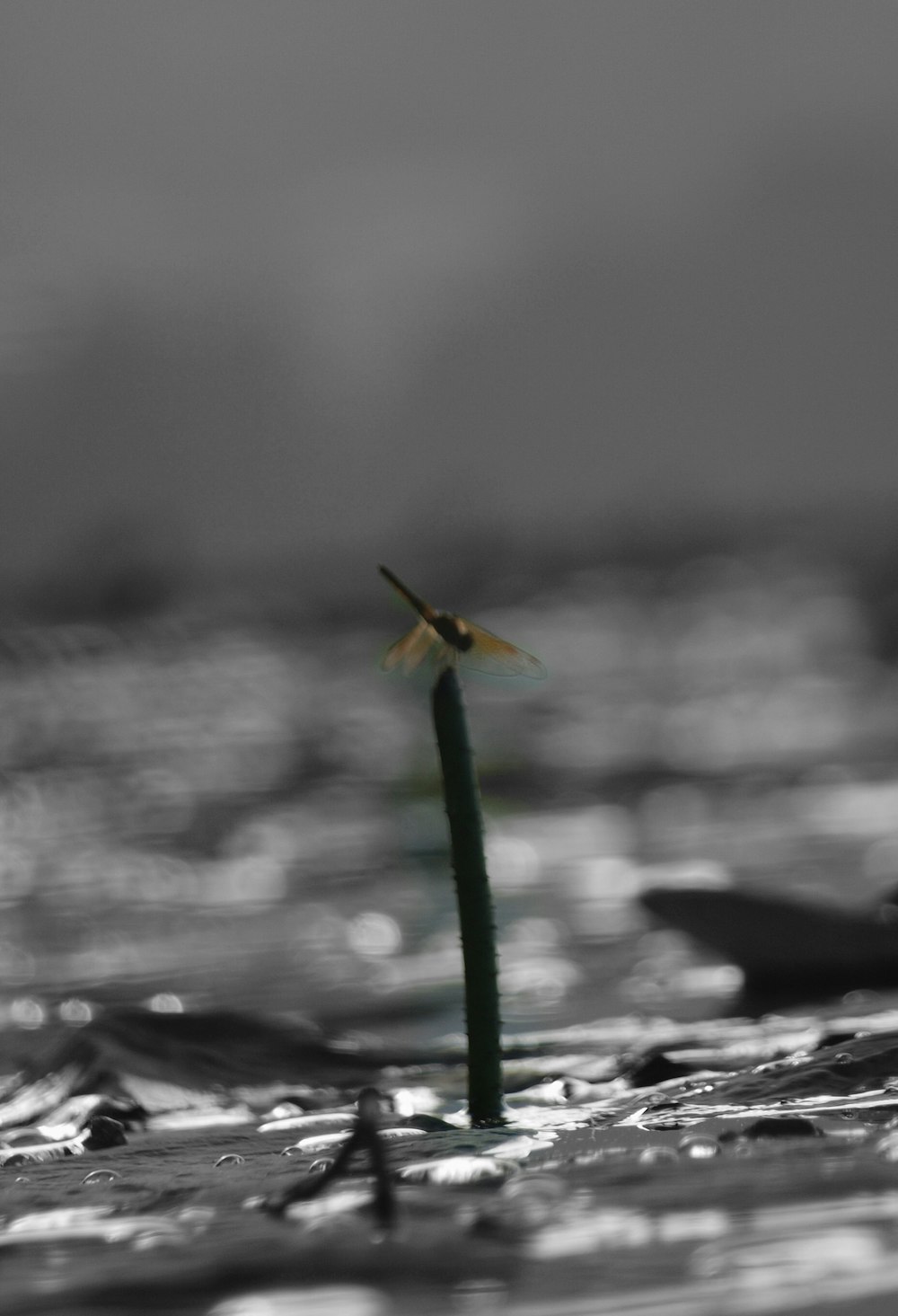 a small plant sticking out of the water
