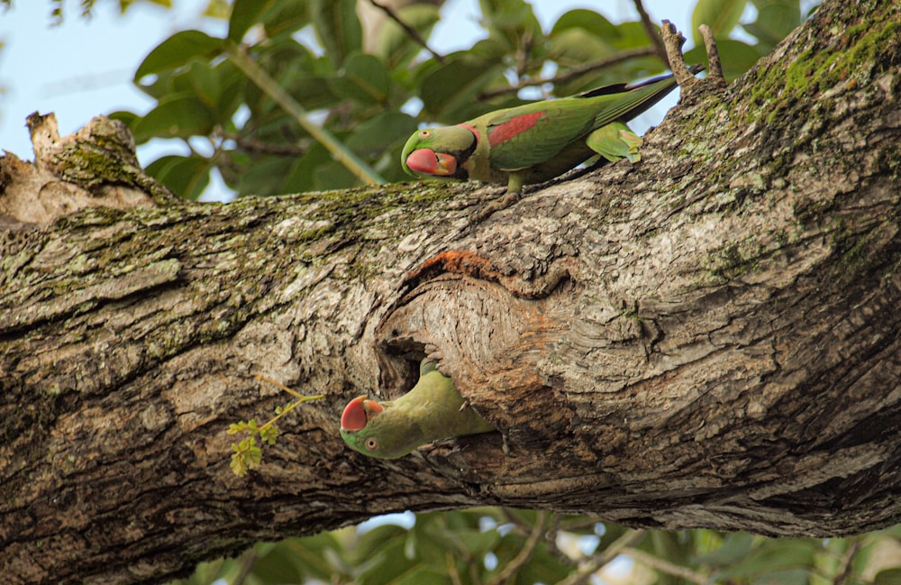 a couple of green birds perched on top of a tree branch
