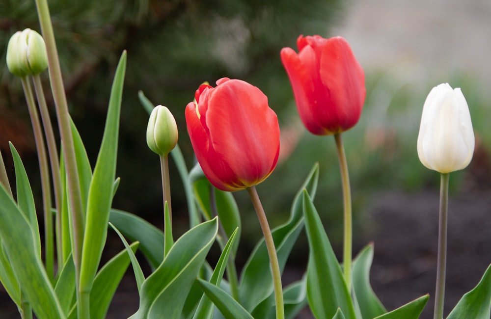 a group of red and white tulips in a garden