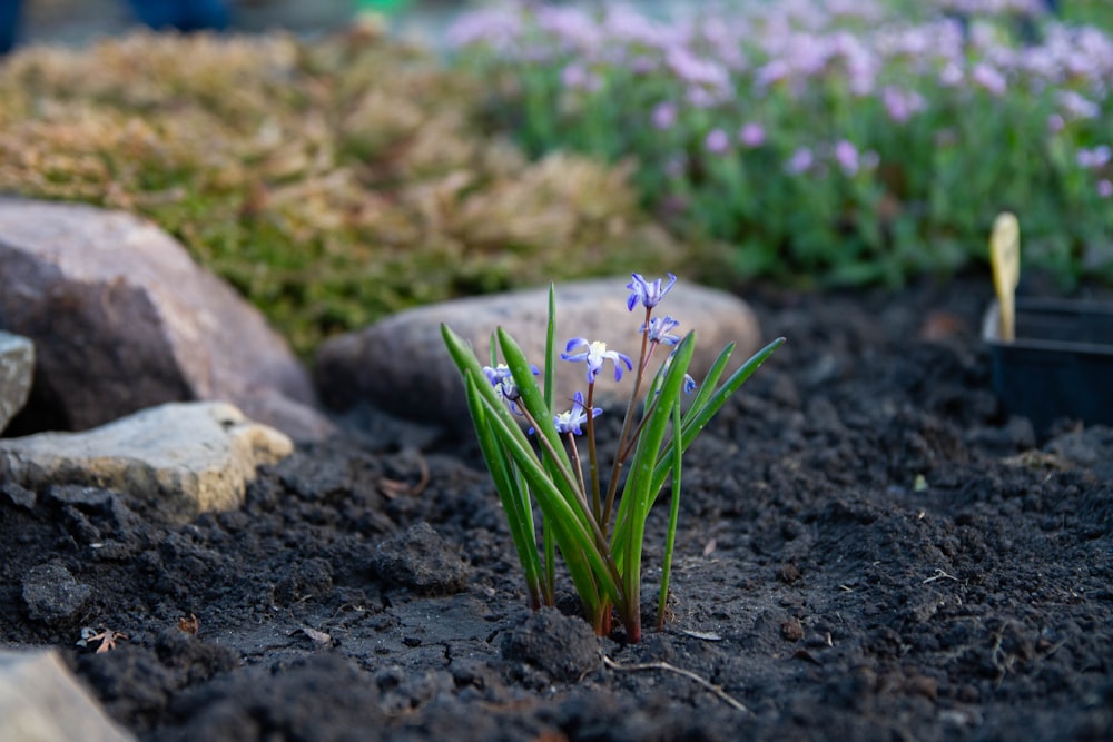 a small blue flower growing out of the ground