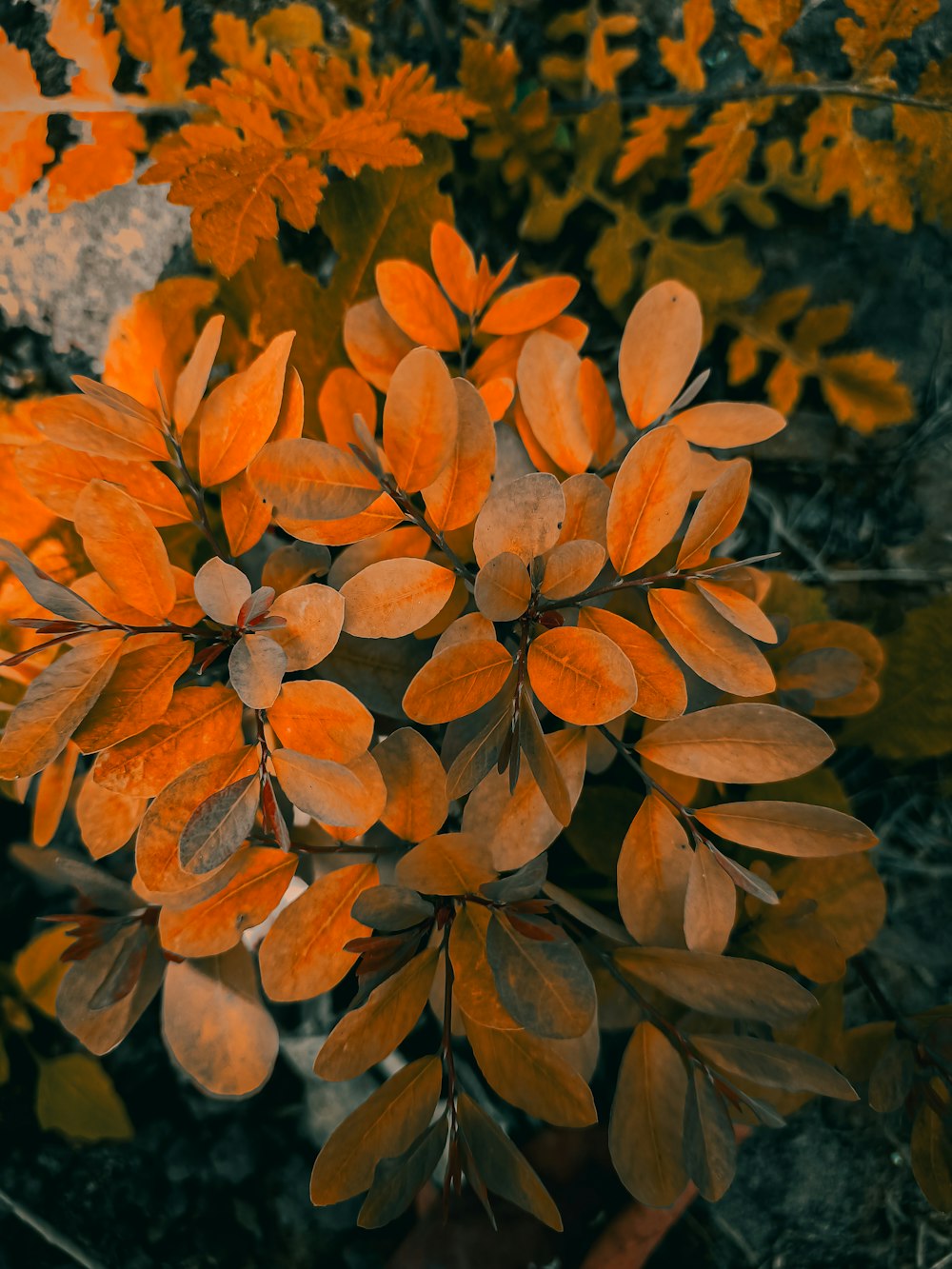 a close up of a plant with orange leaves