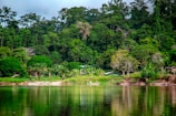 a body of water surrounded by lush green trees