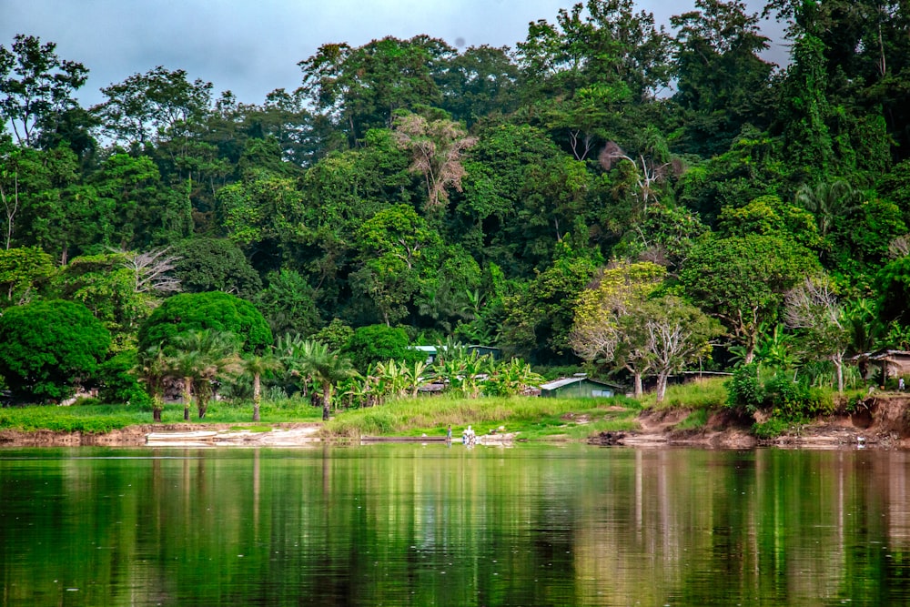 a body of water surrounded by lush green trees