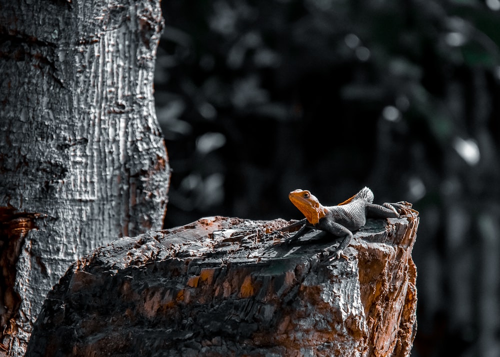 a lizard is sitting on a tree stump