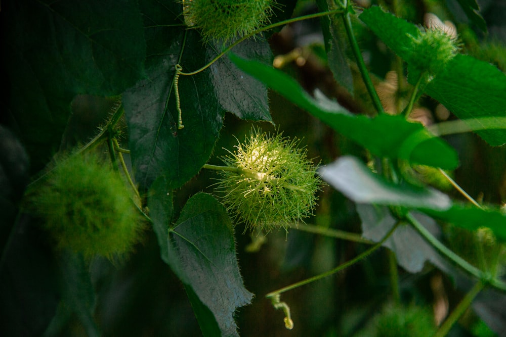 a close up of a plant with green leaves