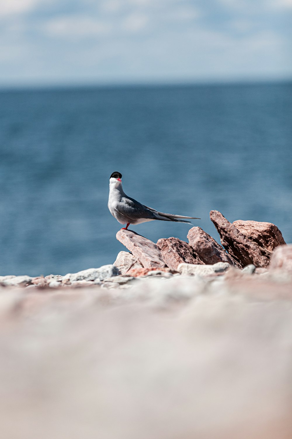 a bird sitting on a rock near the ocean