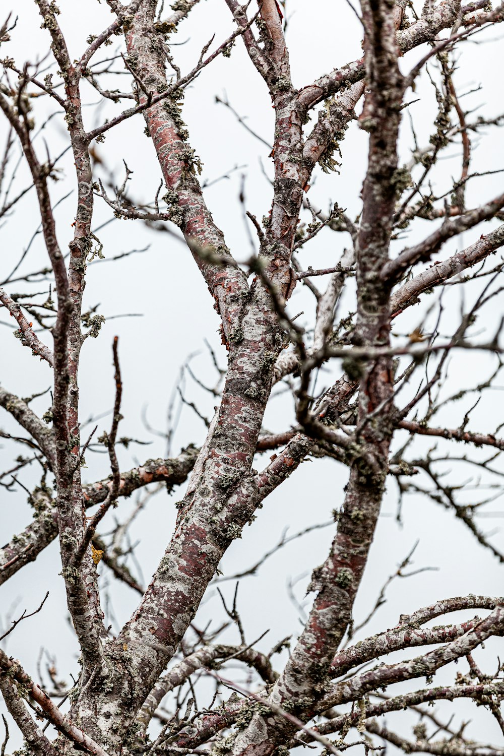 a bird is perched on a tree branch