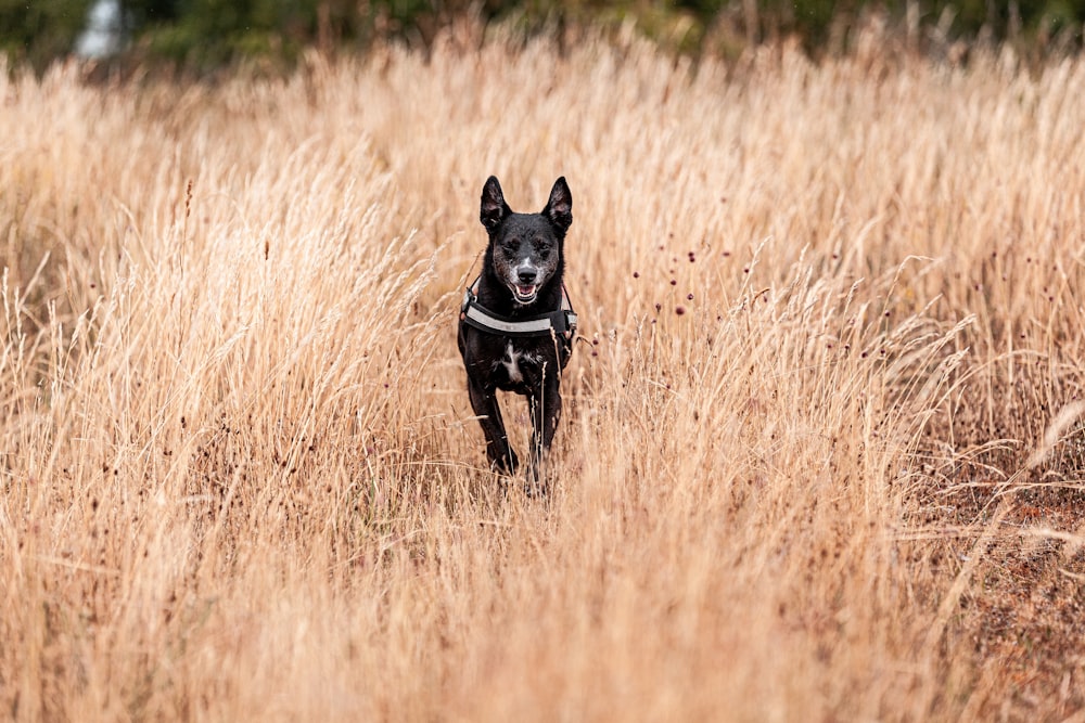 un chien courant à travers un champ d’herbes hautes