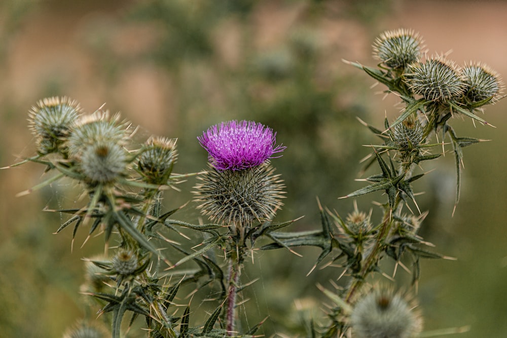 Una flor púrpura crece en un campo