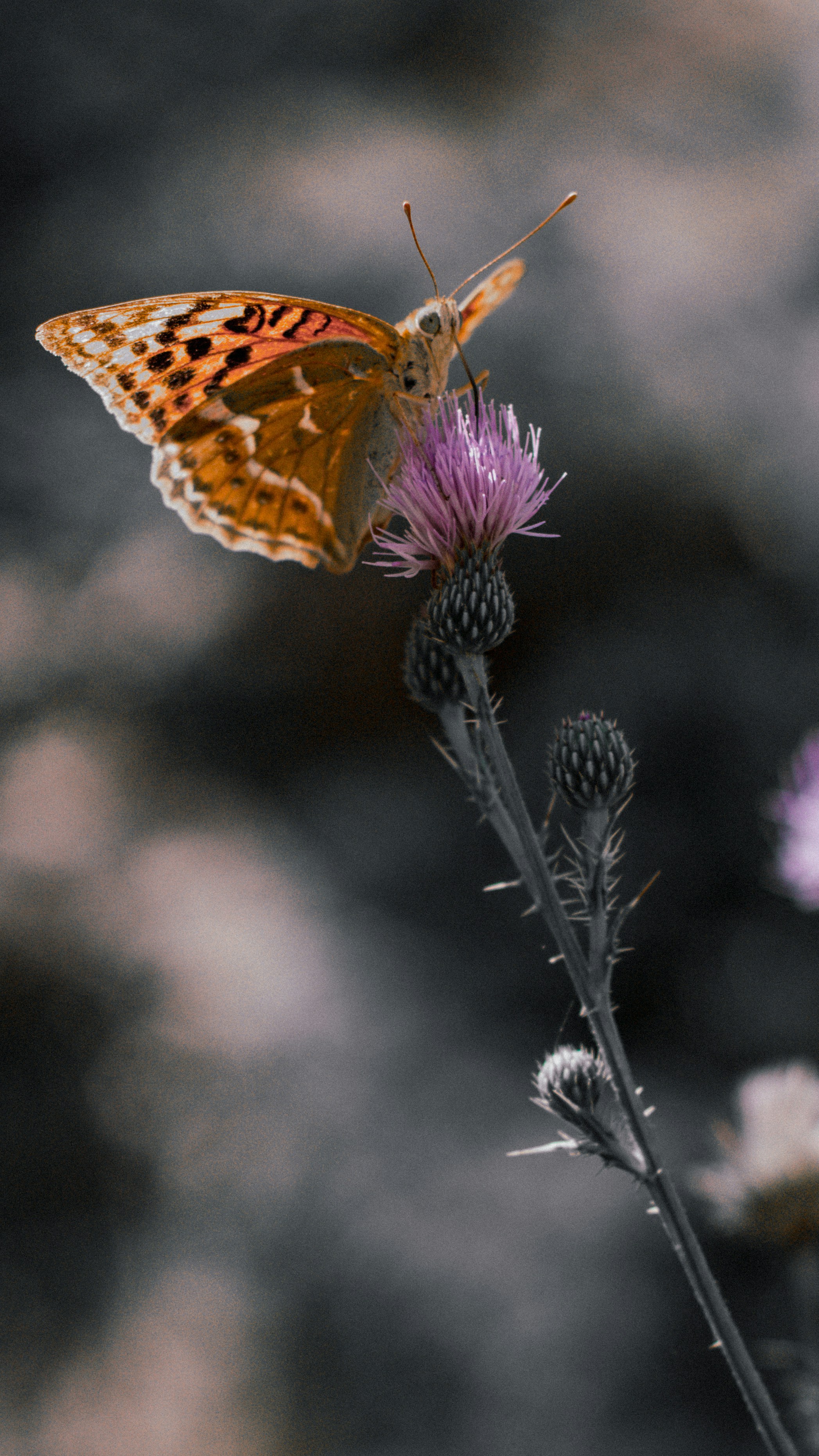 Photo by hossein_hosseini