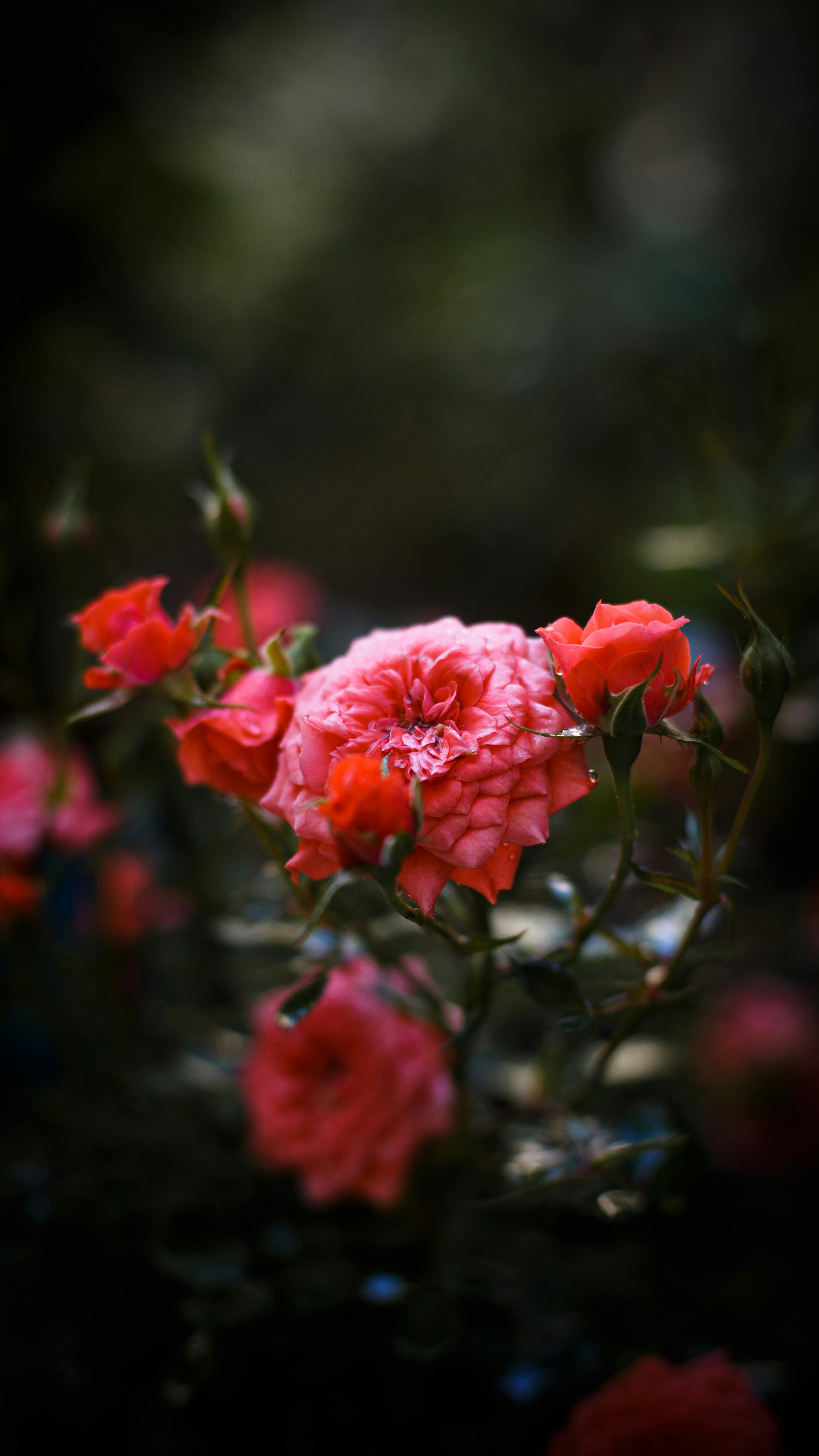 Photo by hossein_hosseini